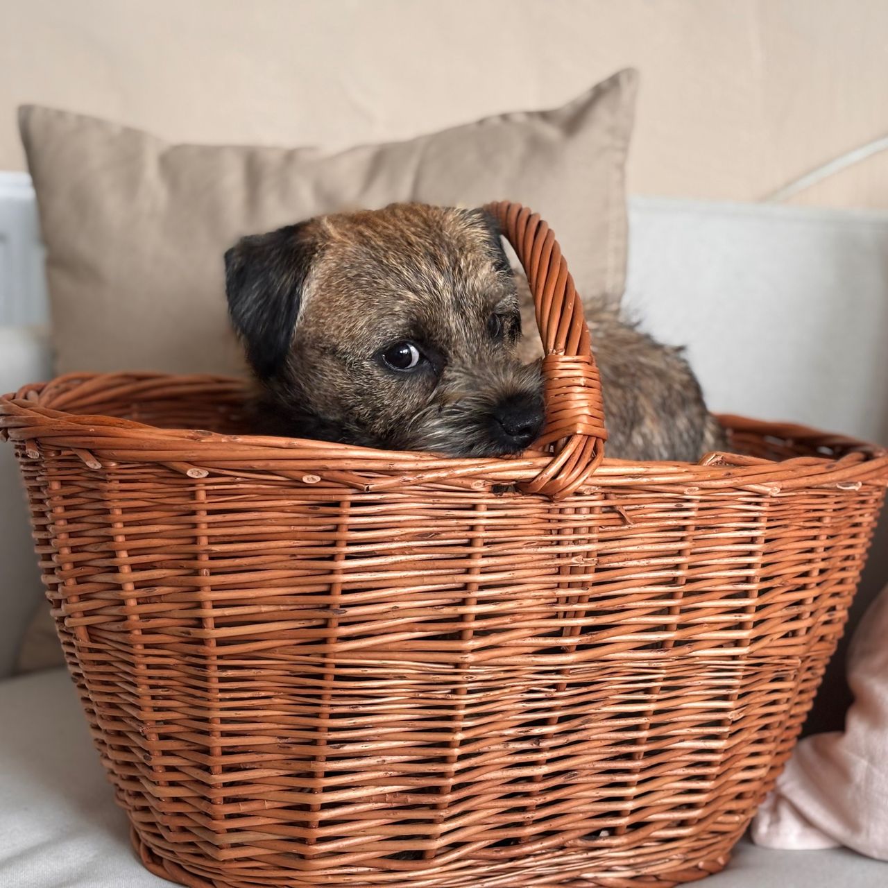 Soutěžní fotografie - Olinka,  Border terier