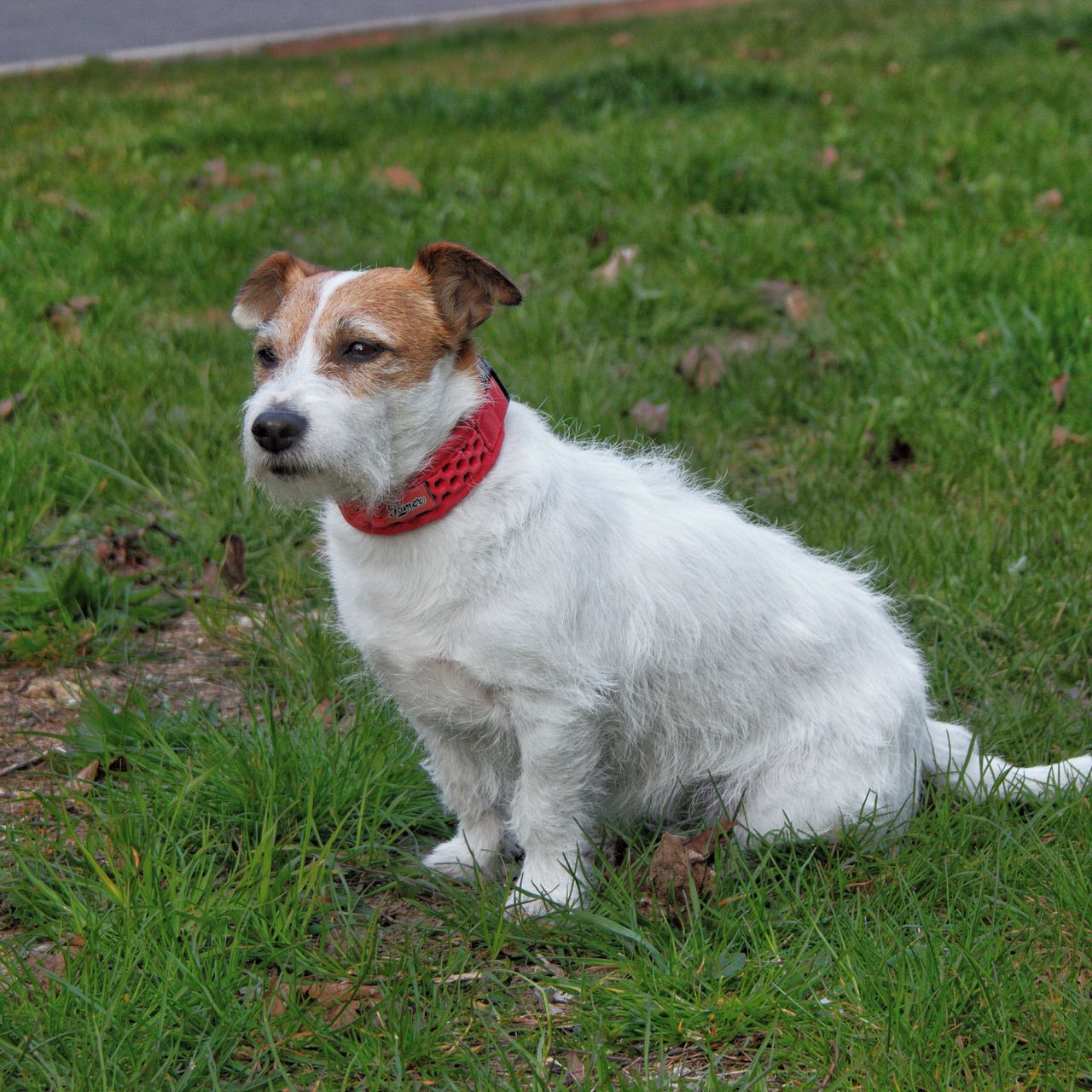 Soutěžní fotografie - Annie,  Jack Russell Teriér