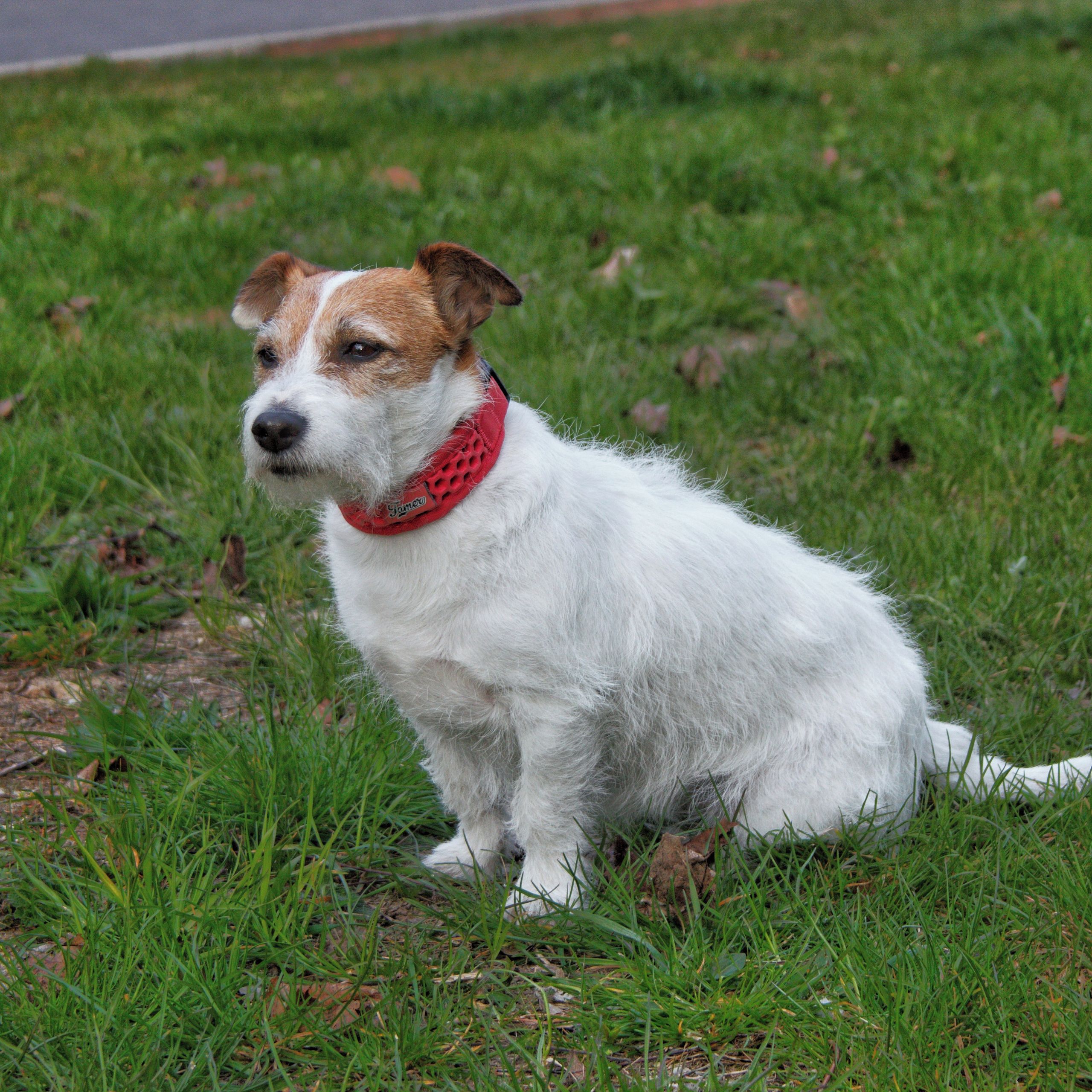 Soutěžní fotografie - Annie,  Jack Russell Teriér