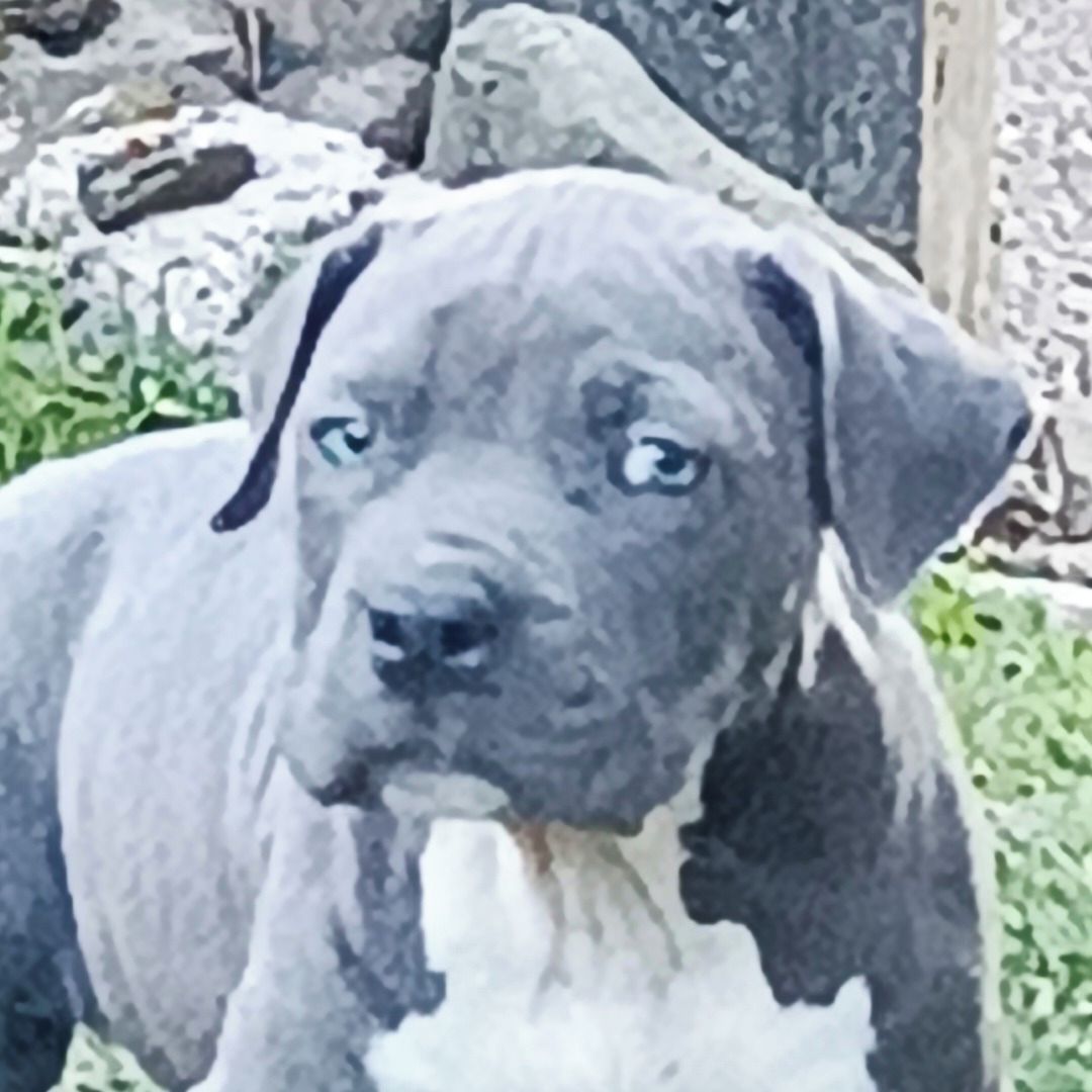 Soutěžní fotografie - Hagrid,  Americký stafordširský terier