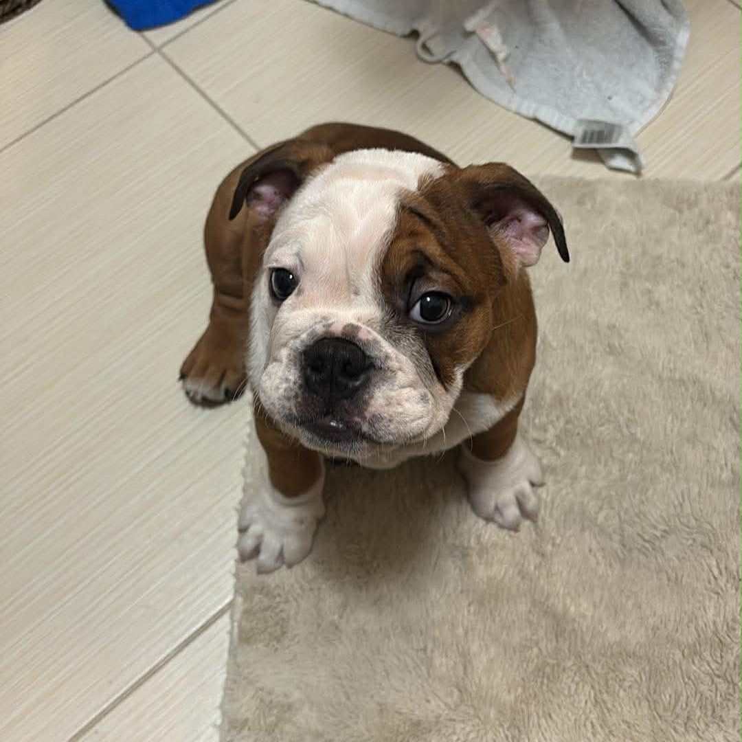 Soutěžní fotografie - Listr,  Anglický buldok