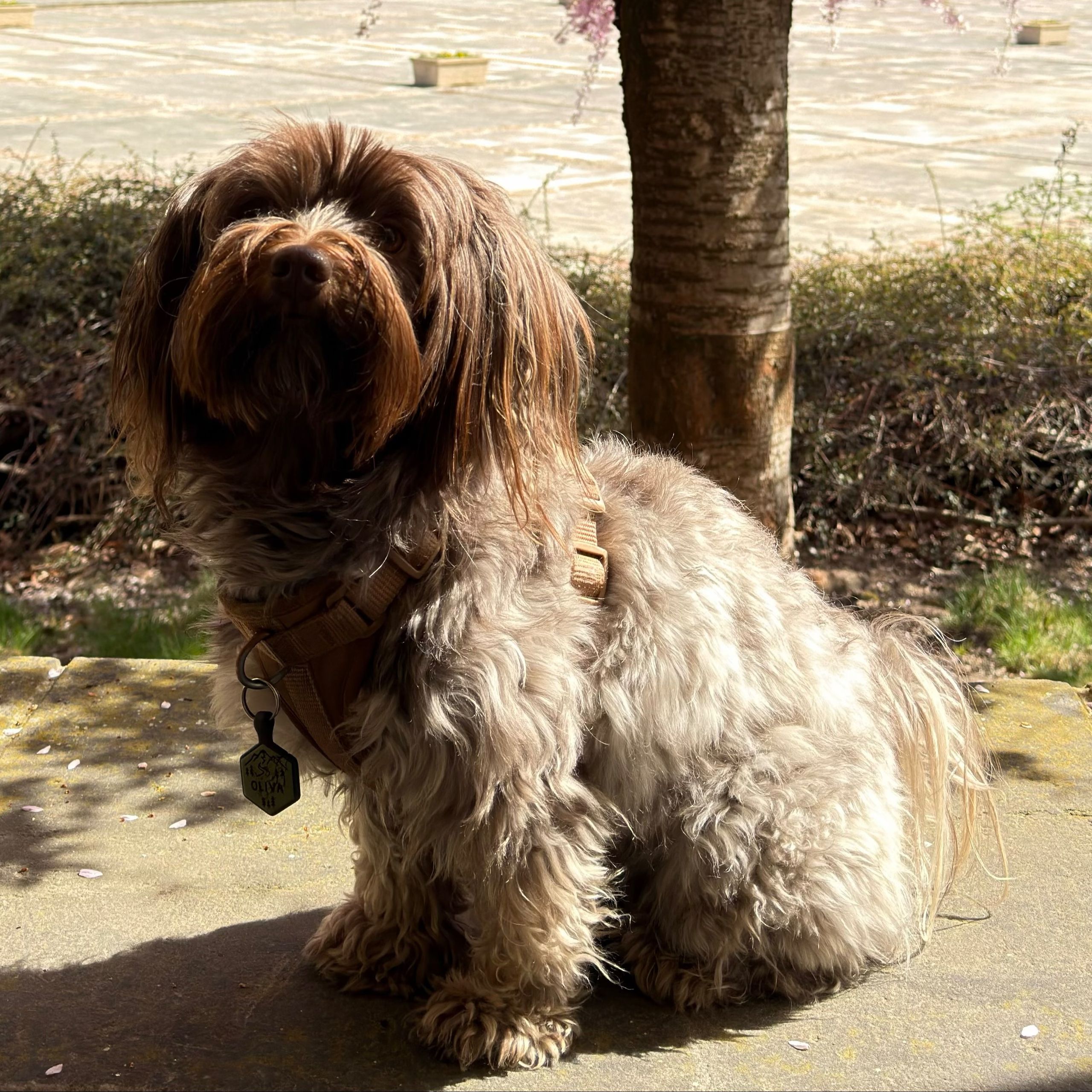 Soutěžní fotografie - Oliva,  Maltézský psík