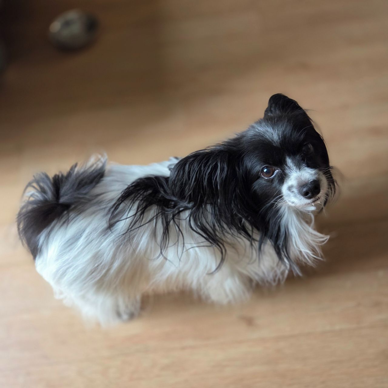 Soutěžní fotografie - Lara,  Papillon