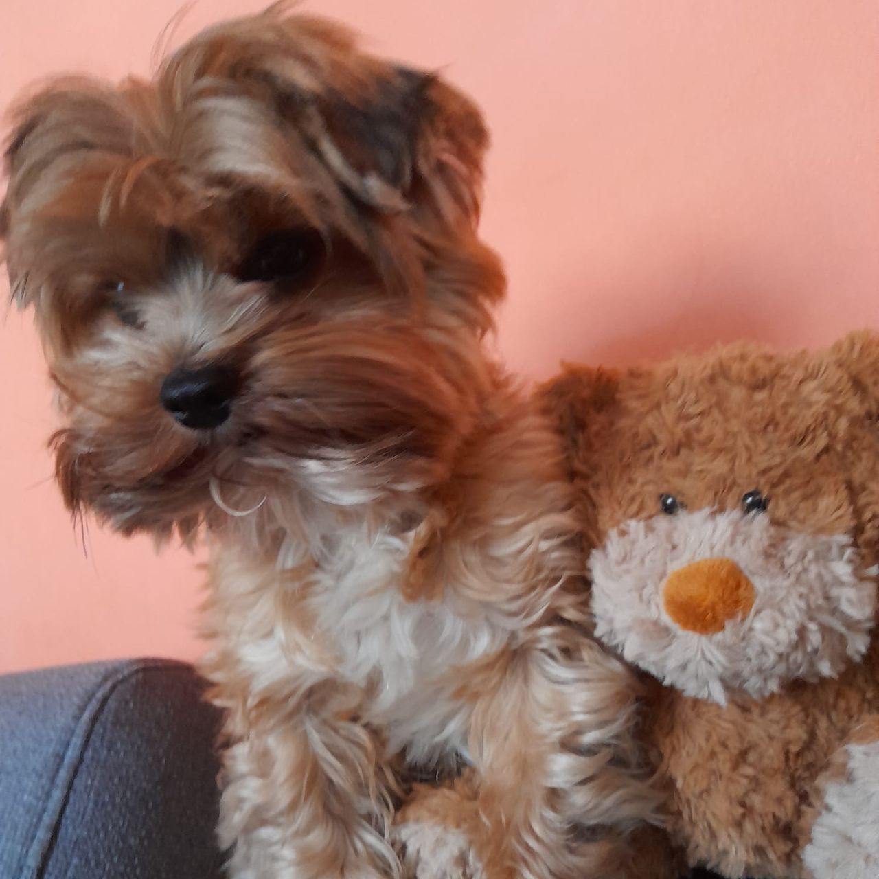 Soutěžní fotografie - Teddy,  Yorkšírský terier