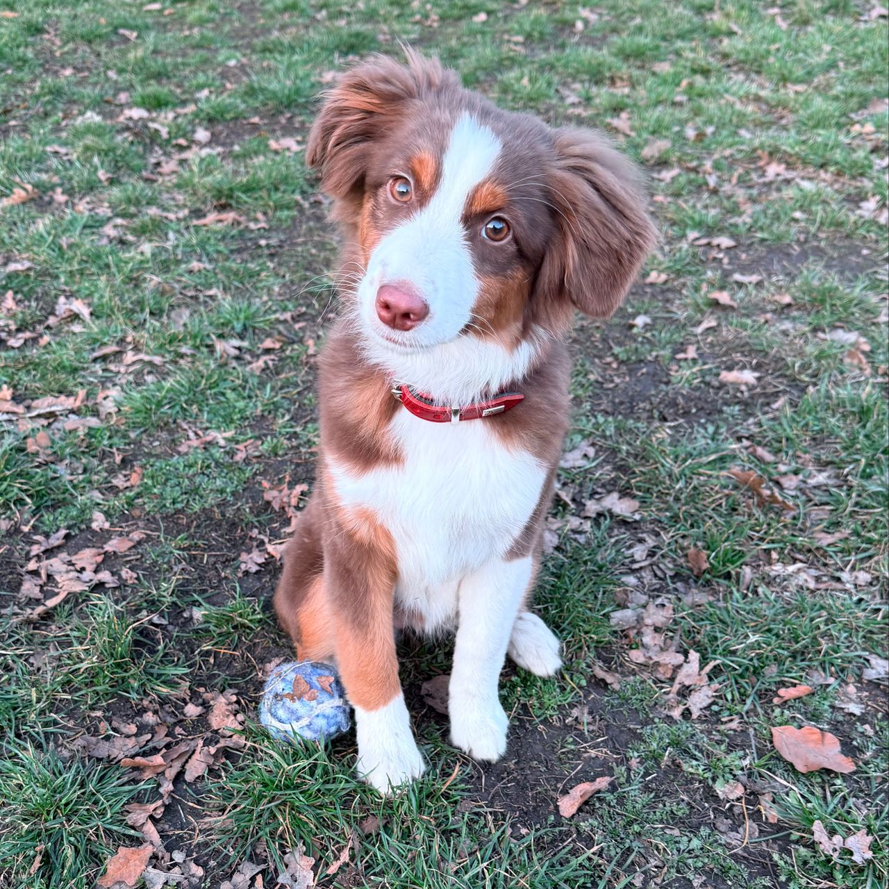 Soutěžní fotografie - Belinka,  Miniaturní americký ovčák