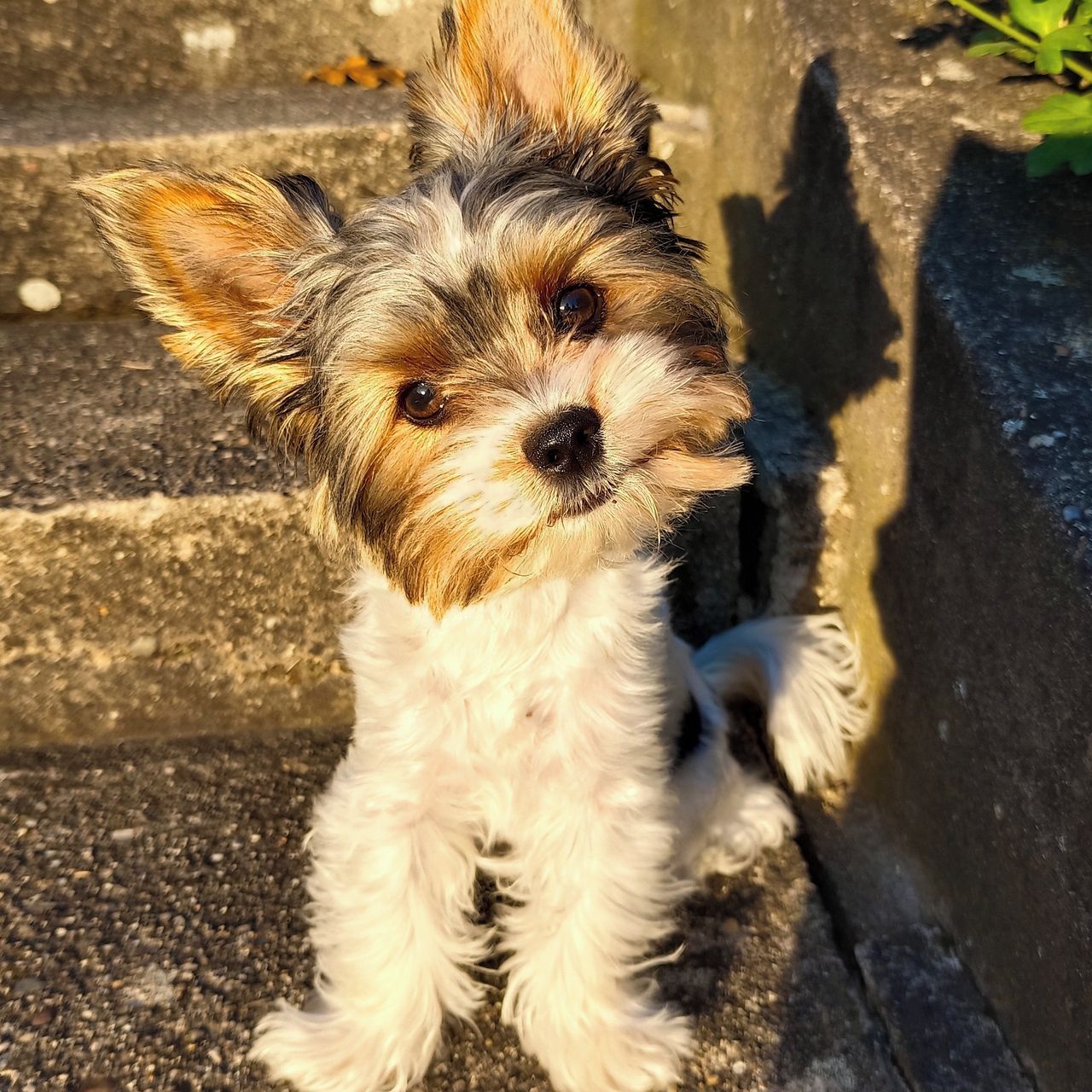 Soutěžní fotografie - Filip,  Yorkšírský terier