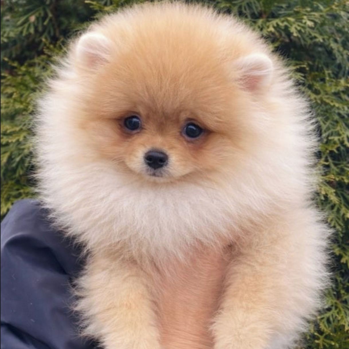 Soutěžní fotografie - Persi,  Německý špic trpasličí