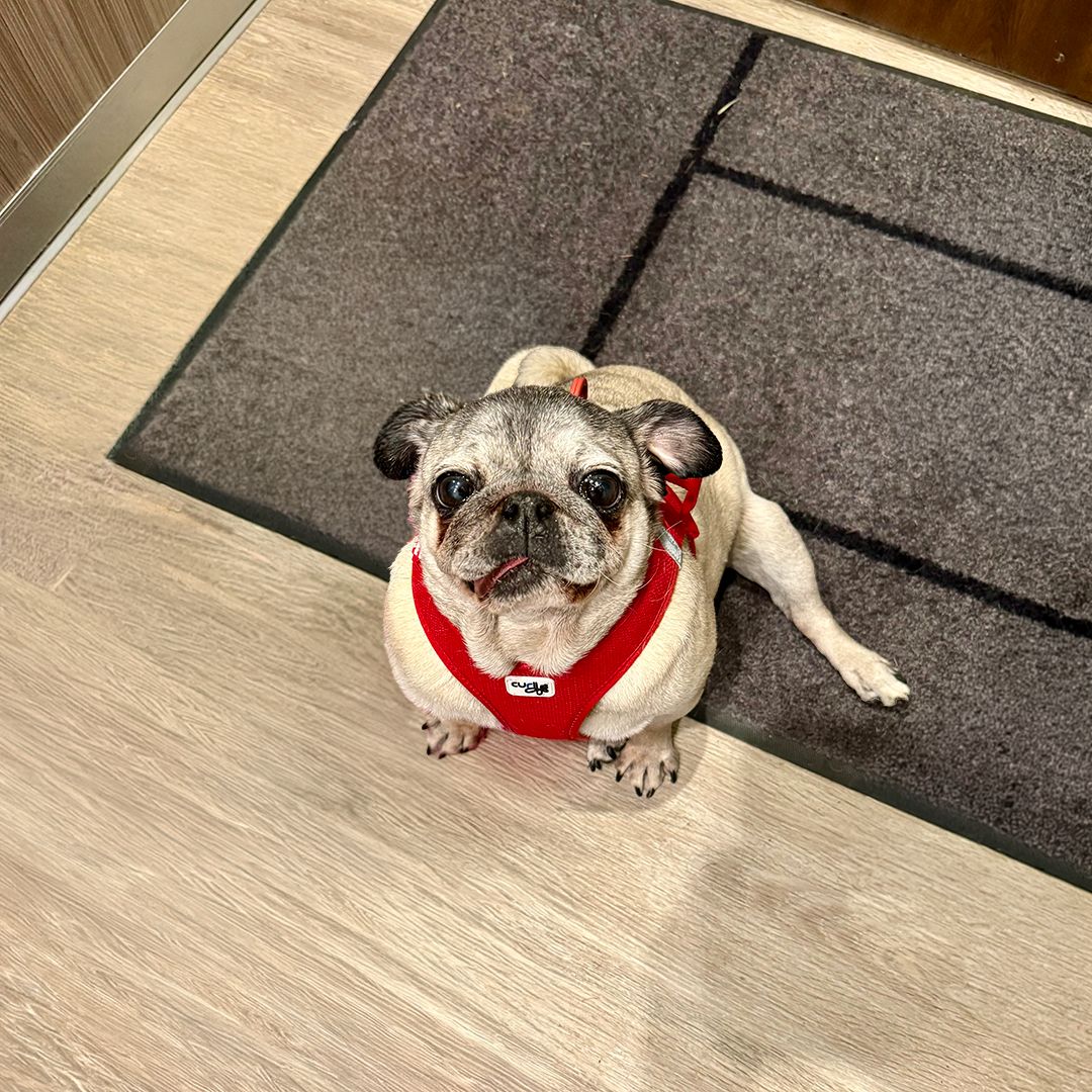 Soutěžní fotografie - Mia,  Mops