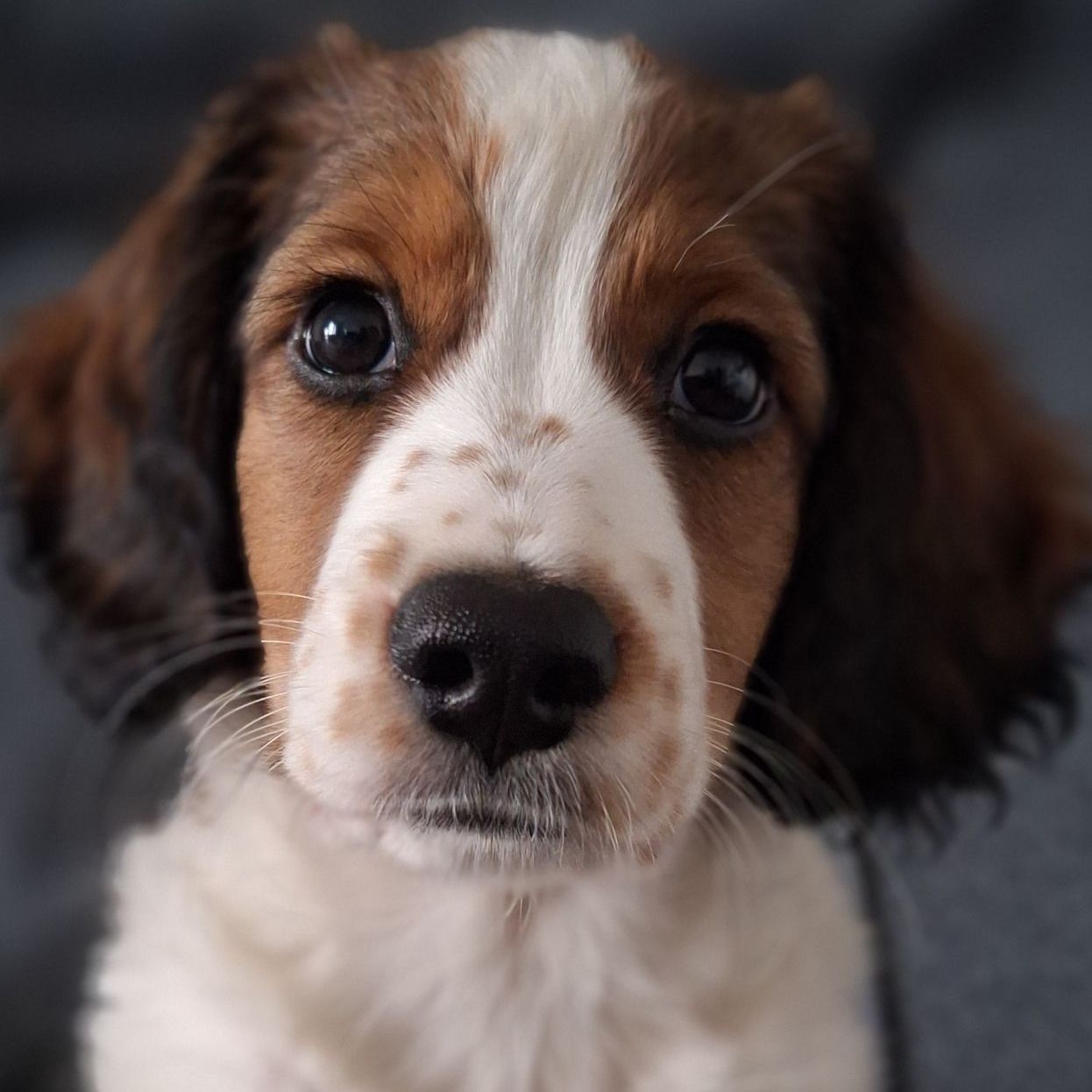 Soutěžní fotografie - Bono Kooikie Paws,  Kooikerhondje