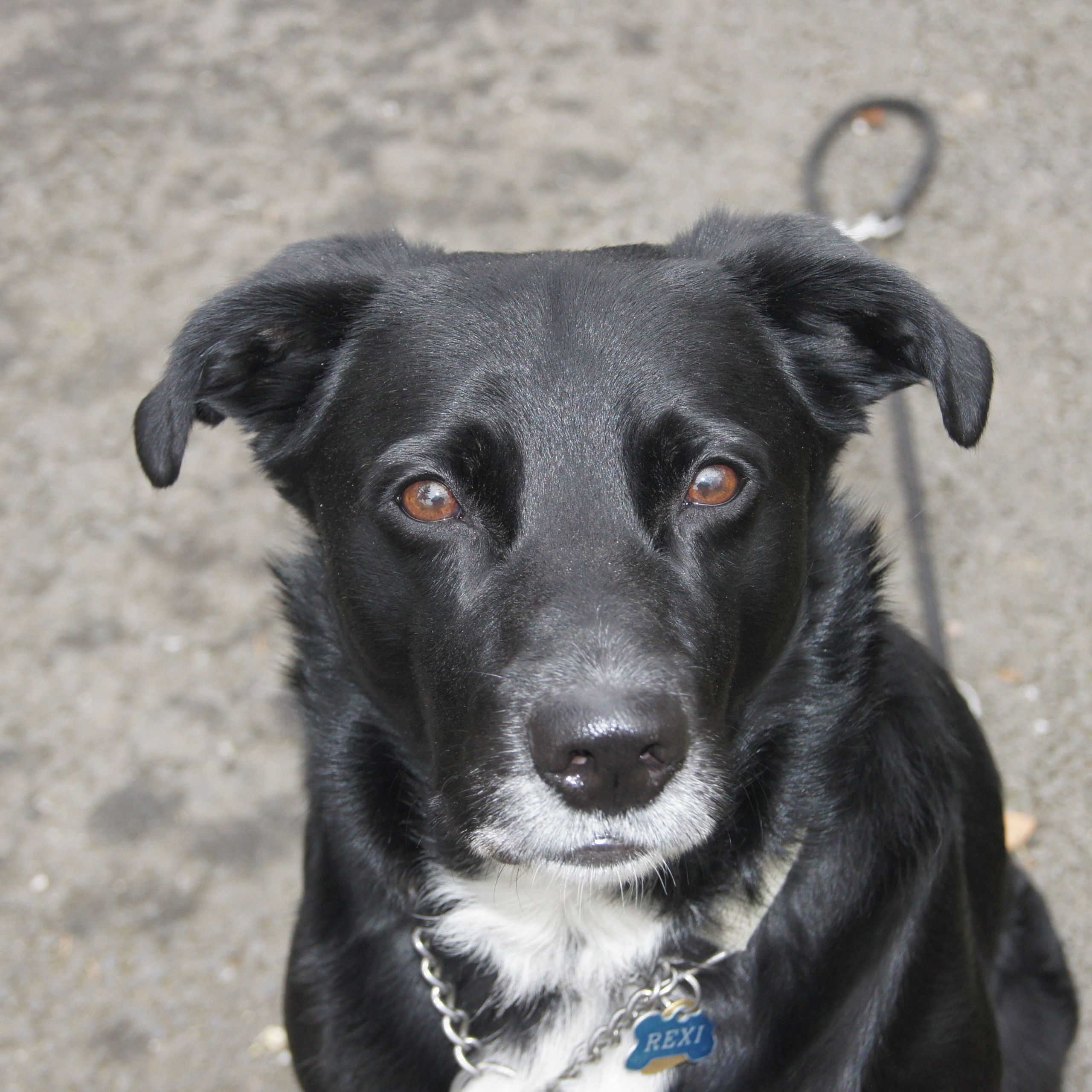 Soutěžní fotografie - Rexi,  Border kolie