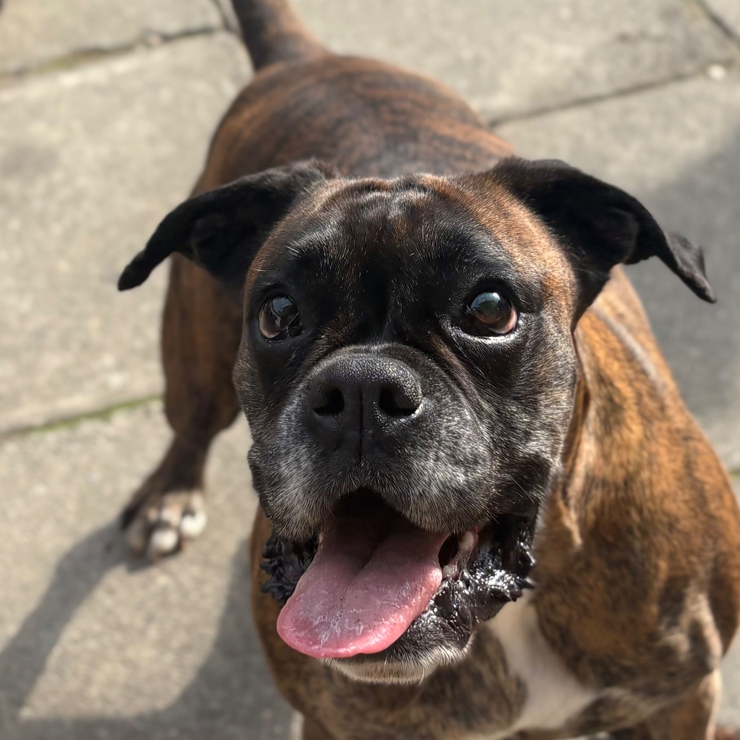 Soutěžní fotografie - Lili,  Německý boxer