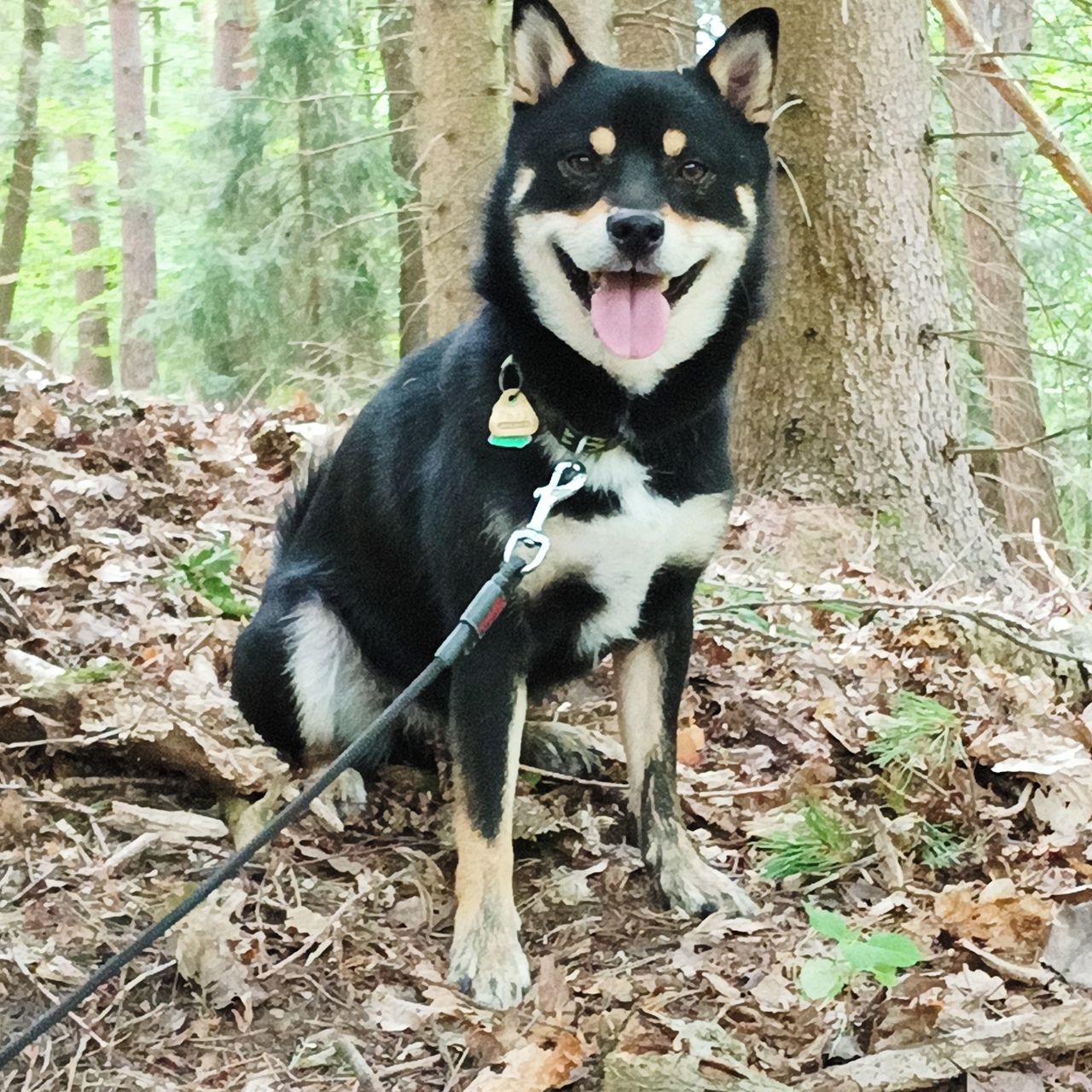 Soutěžní fotografie - Daichi,  Shiba