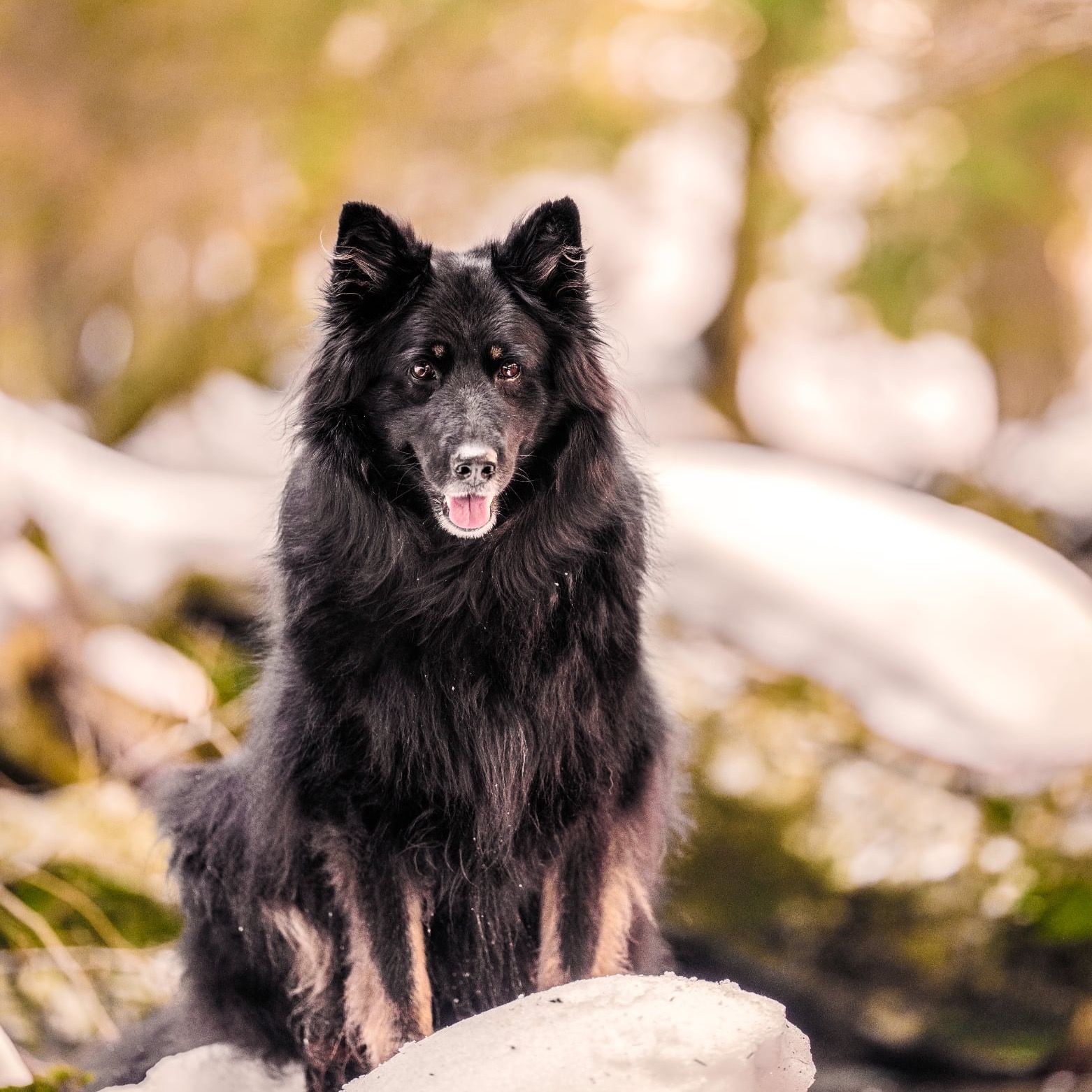 Soutěžní fotografie - Mona,  Chodský pes
