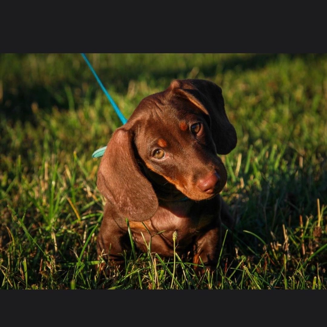 Soutěžní fotografie - Charlie,  Jezevčík