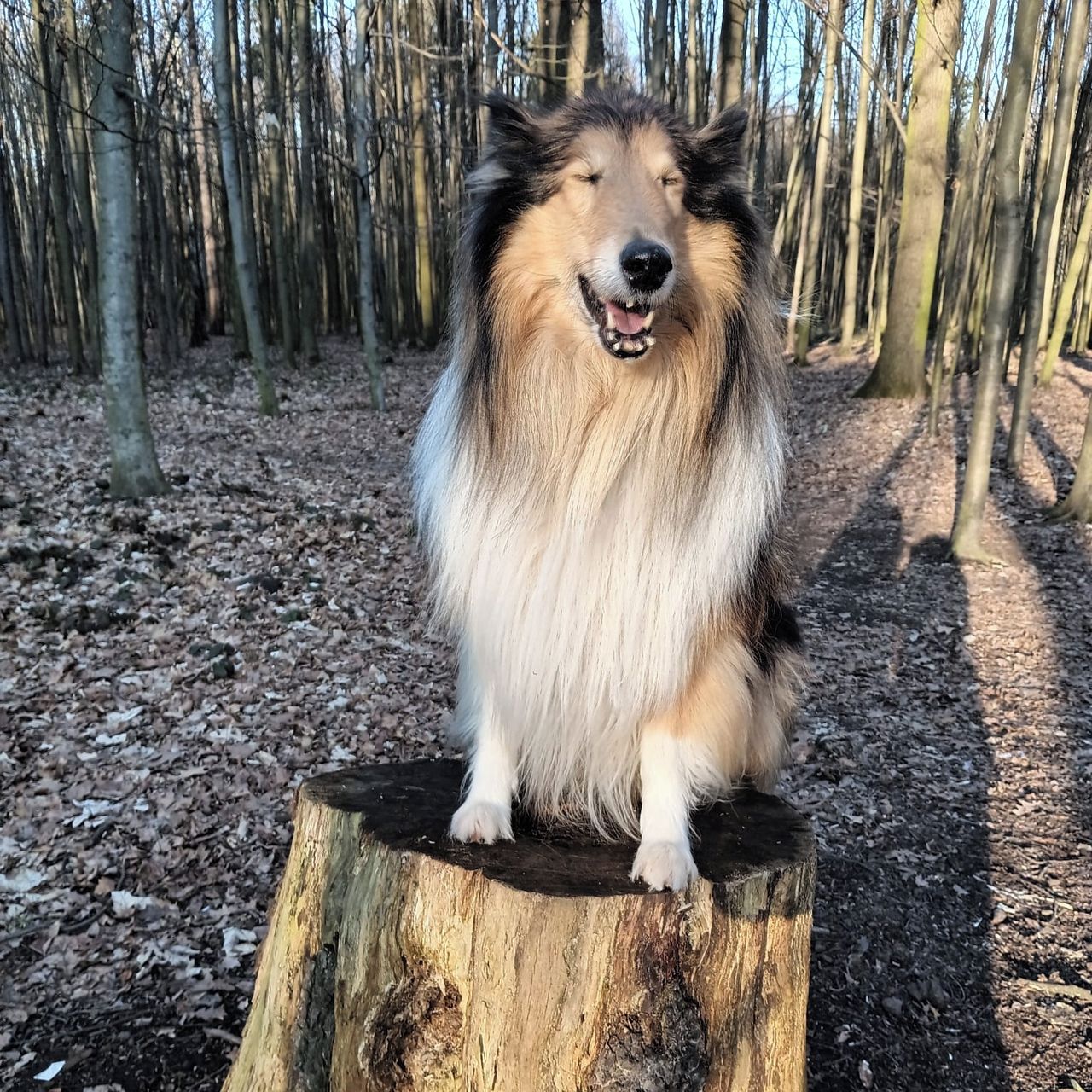 Soutěžní fotografie - Luke,  Kolie dlouhosrstá