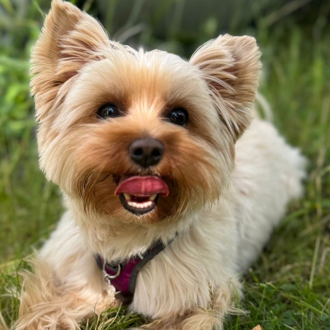 Soutěžní fotografie - Daisy,  Yorkšírský terier