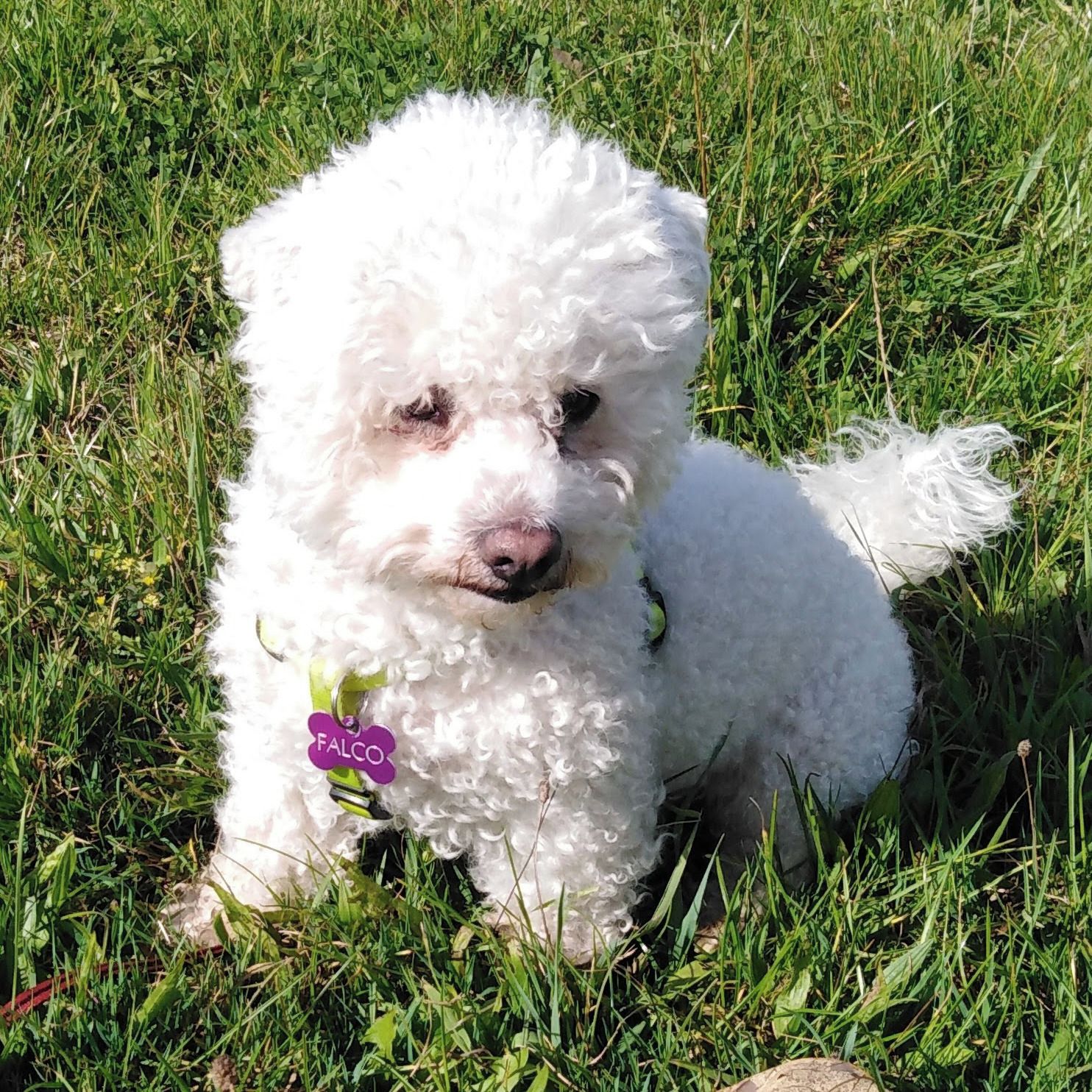 Soutěžní fotografie - Falco,  Bišonek