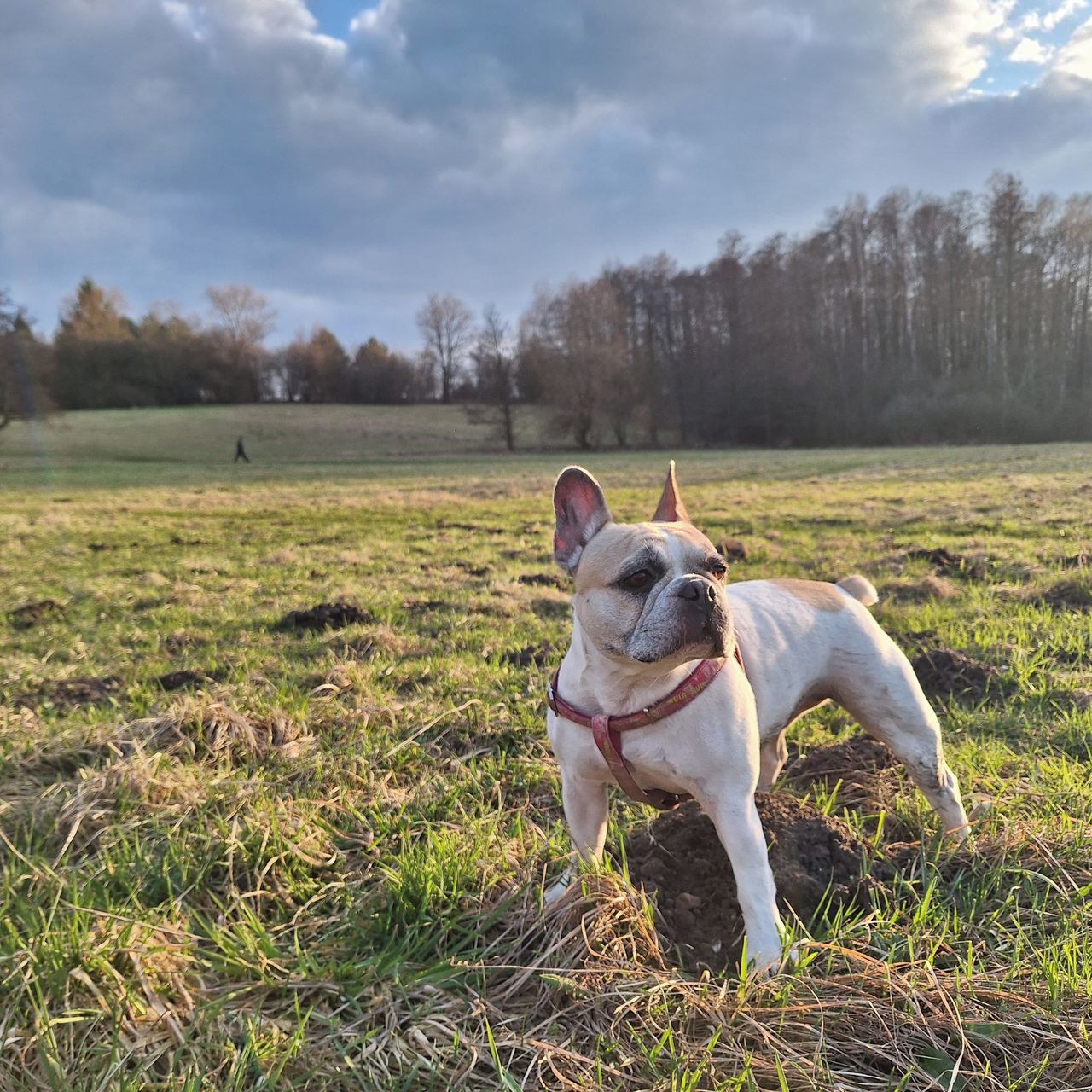 Soutěžní fotografie - Bea,  Francouzský buldoček