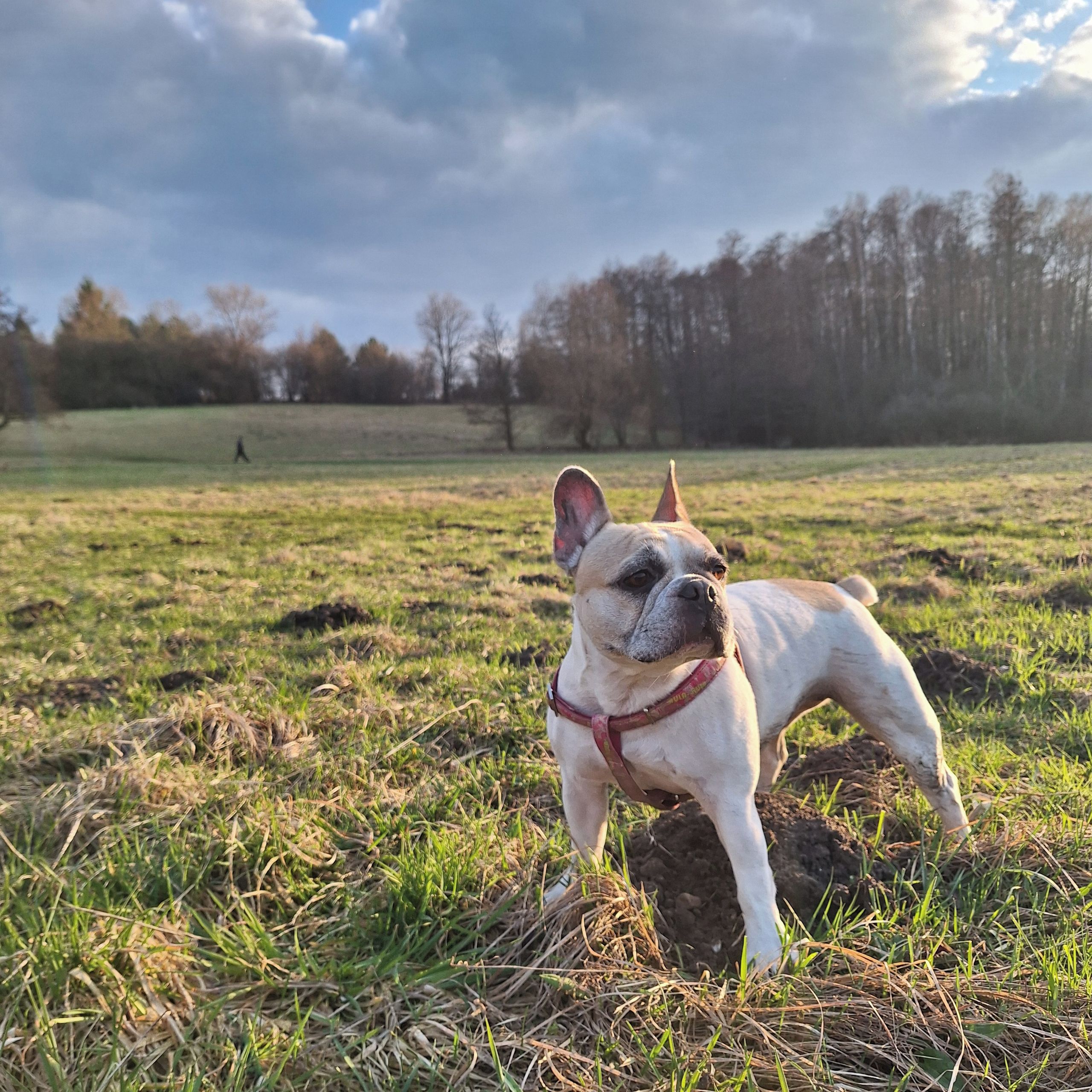 Soutěžní fotografie - Bea,  Francouzský buldoček