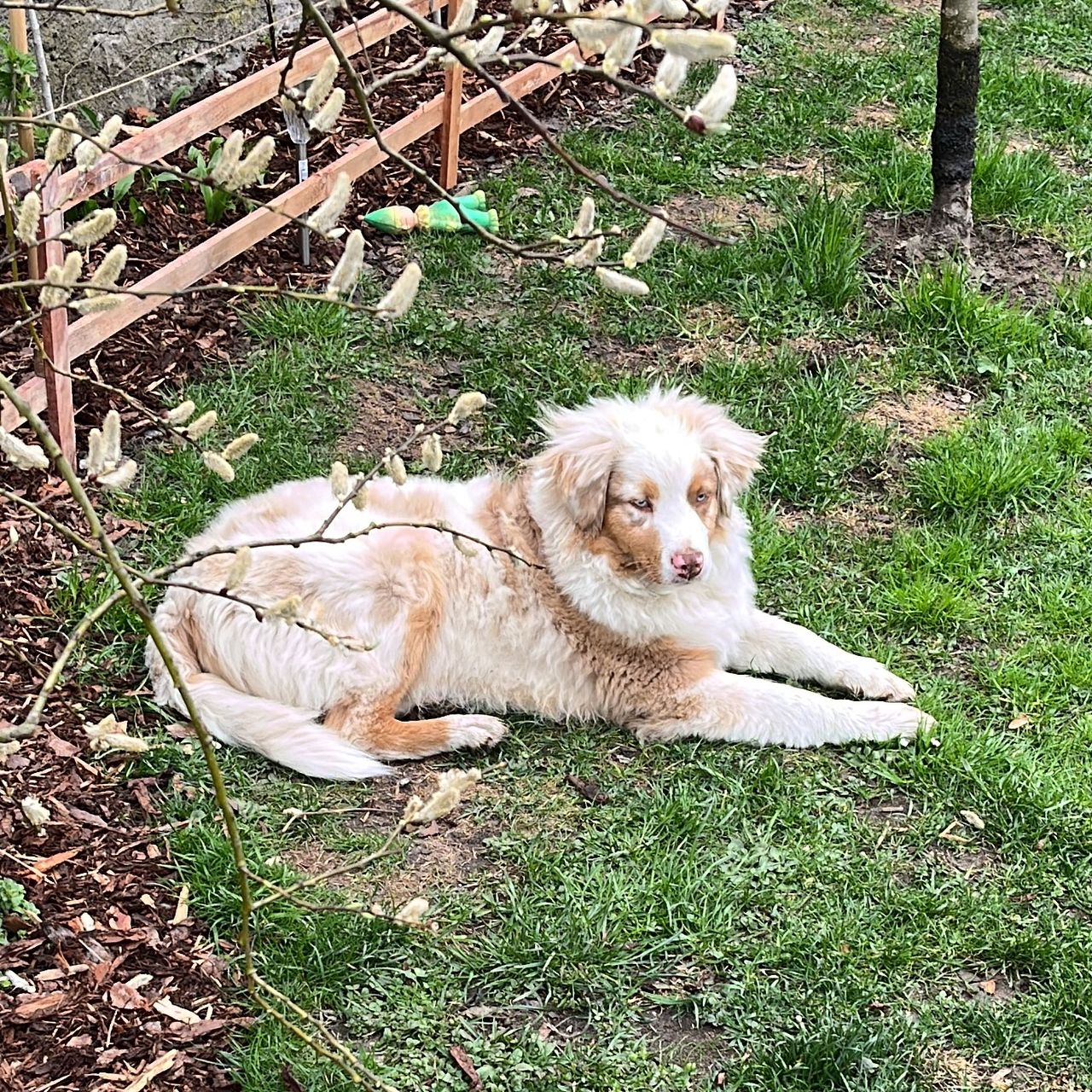 Soutěžní fotografie - Nico,  Australský ovčák