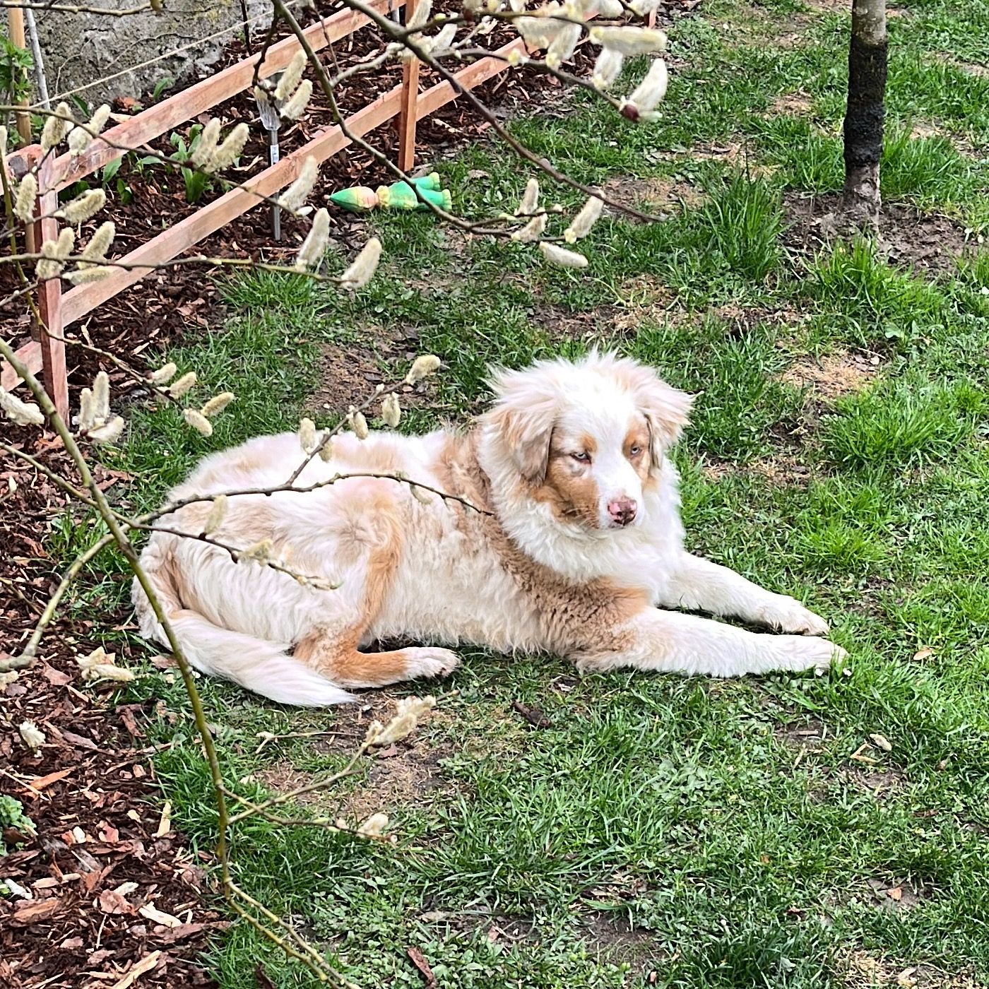 Soutěžní fotografie - Nico,  Australský ovčák