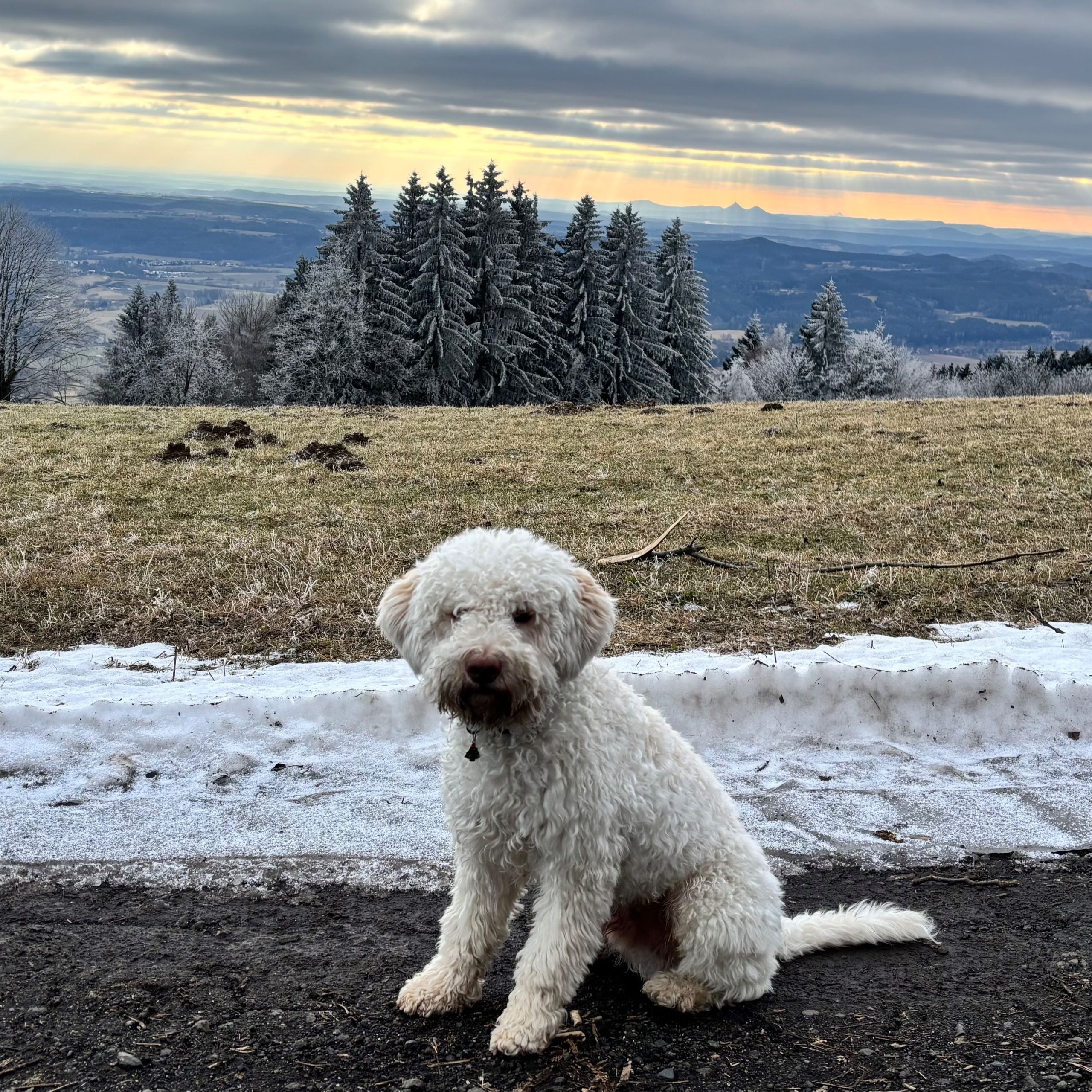 Soutěžní fotografie - Dolce,  Lagotto romagnolo