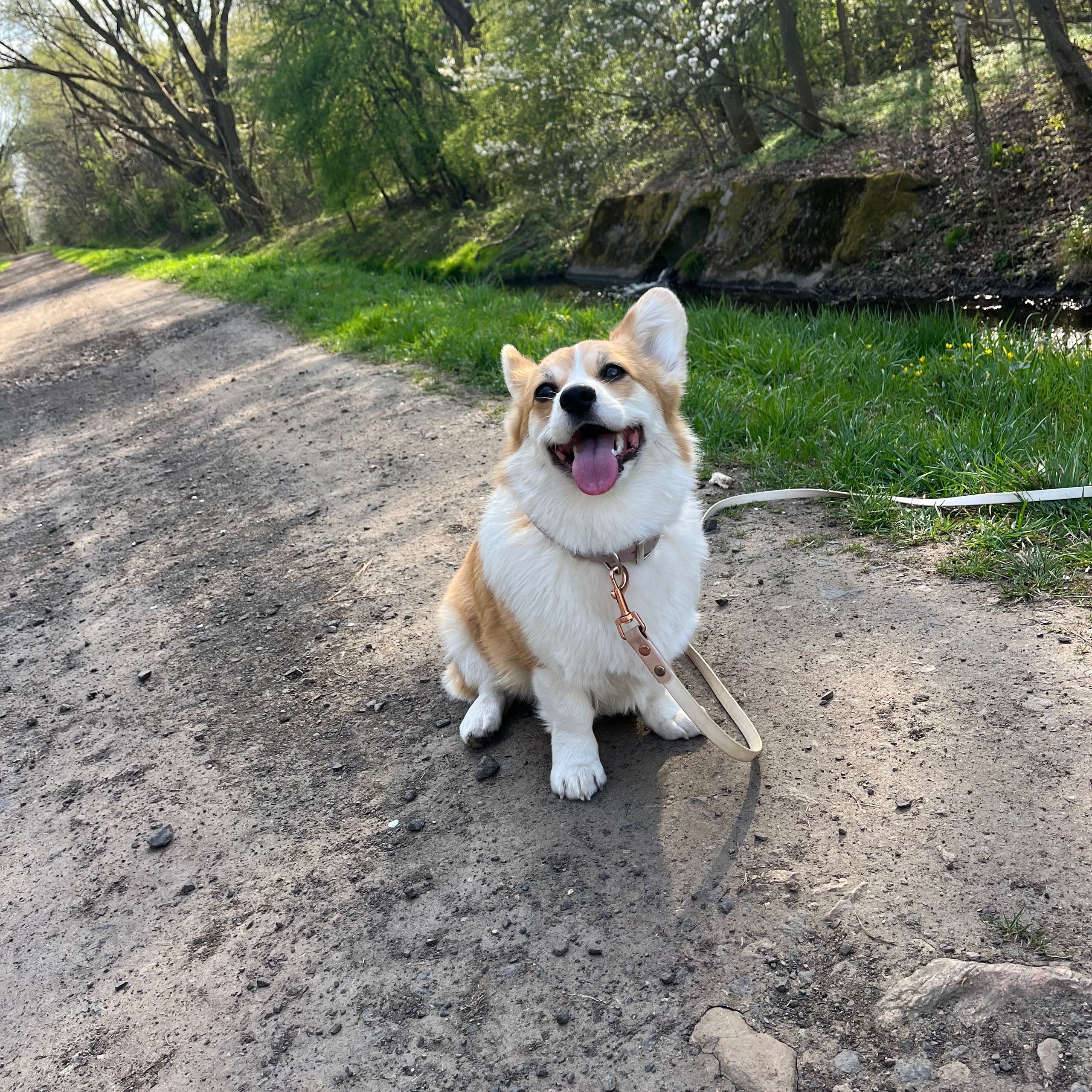 Soutěžní fotografie - Winky,  Welsh Corgi Pembroke