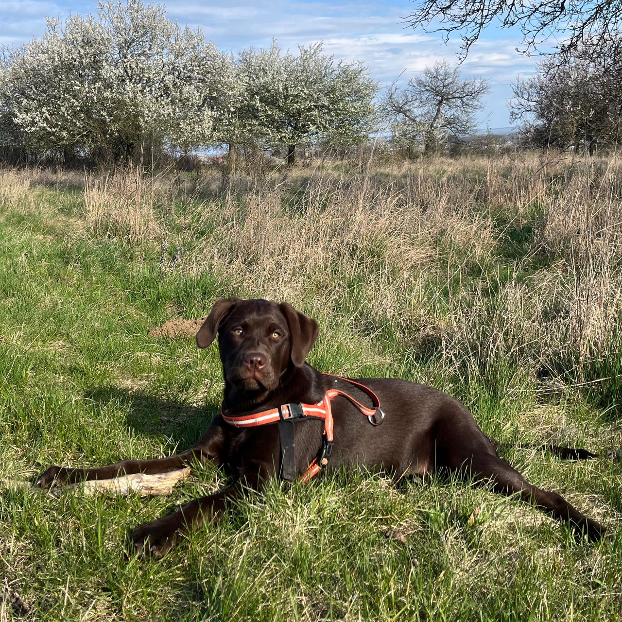 Soutěžní fotografie - KIRA,  Labradorský retriever