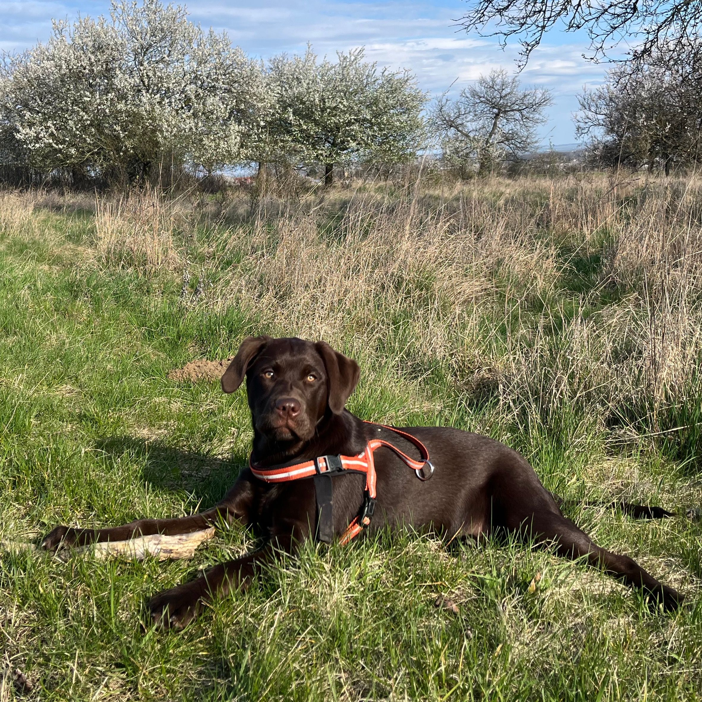 Soutěžní fotografie - KIRA,  Labradorský retriever
