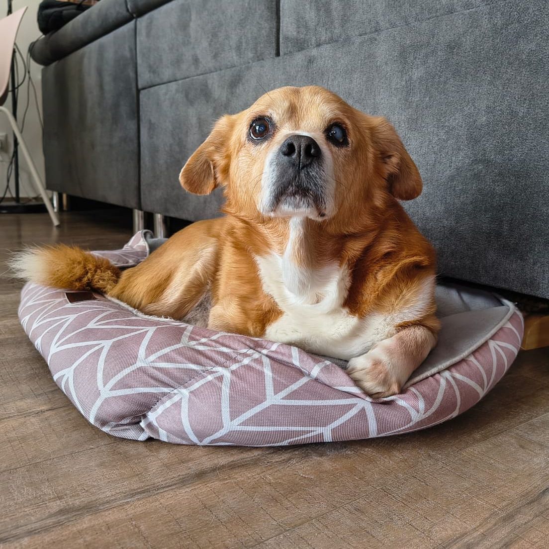 Soutěžní fotografie - Tobík,  Ostatní