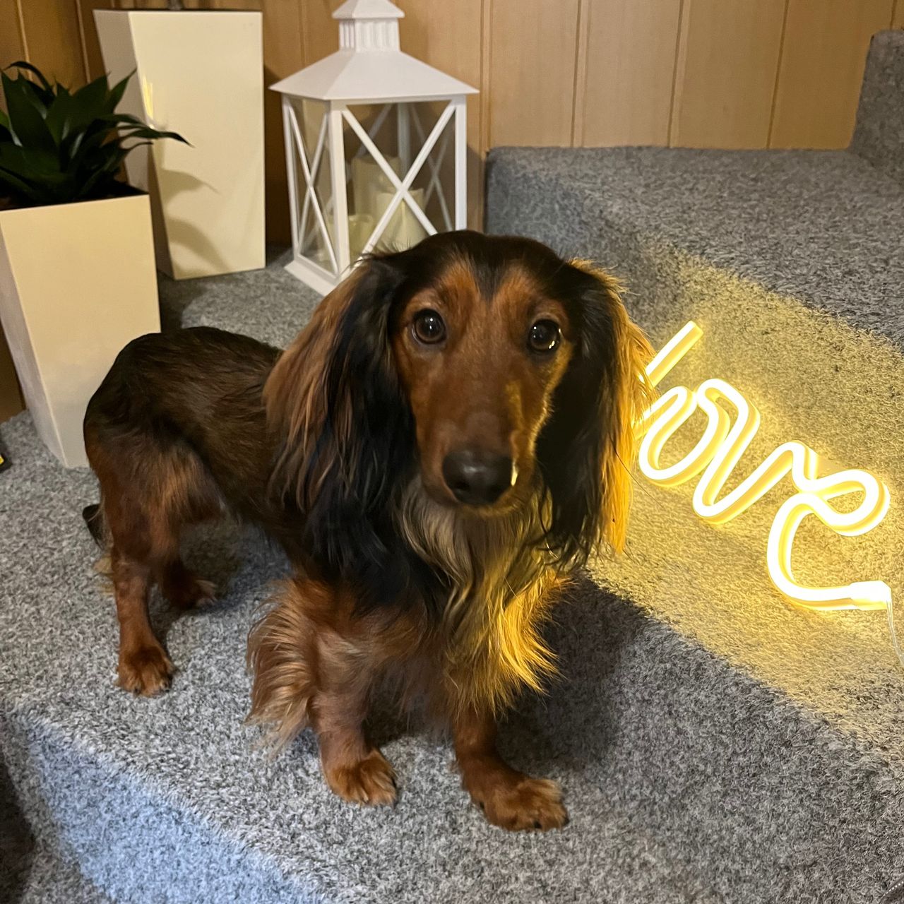 Soutěžní fotografie - Bailey,  Jezevčík