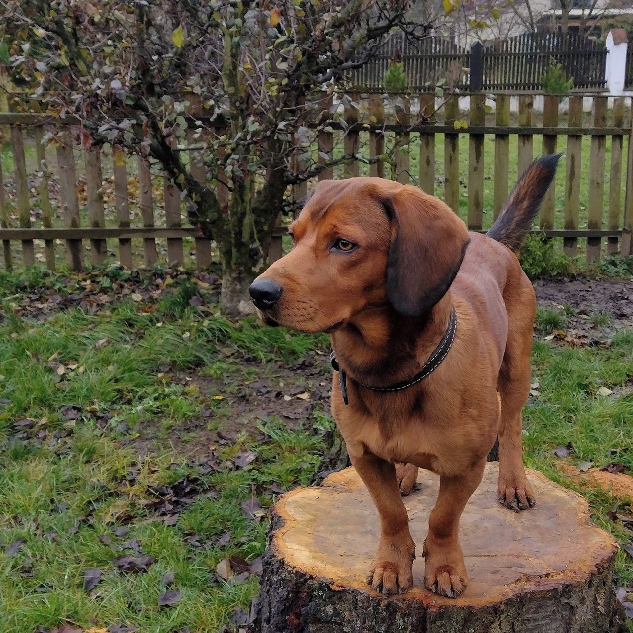 Soutěžní fotografie - Endy,  Alpský jezevčíkovitý brakýř