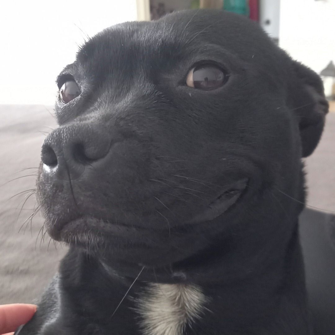 Soutěžní fotografie - Crazy Baby dog with golden heart,  Stafordšírský bullterier