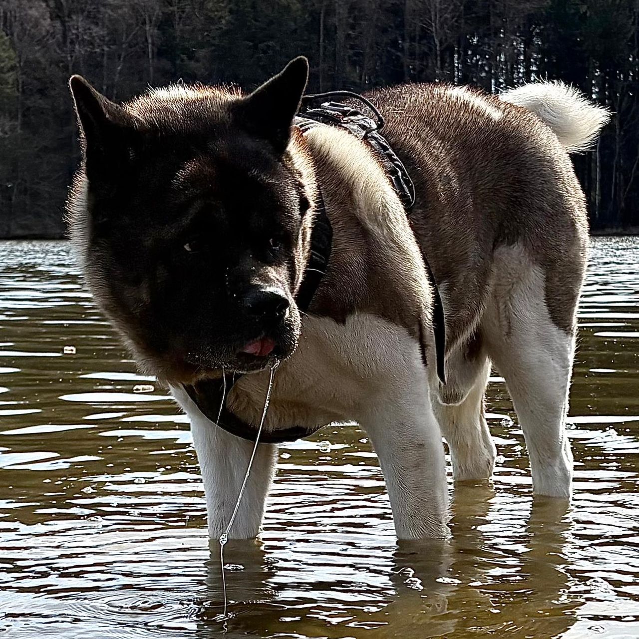 Soutěžní fotografie - Egon,  Americká akita
