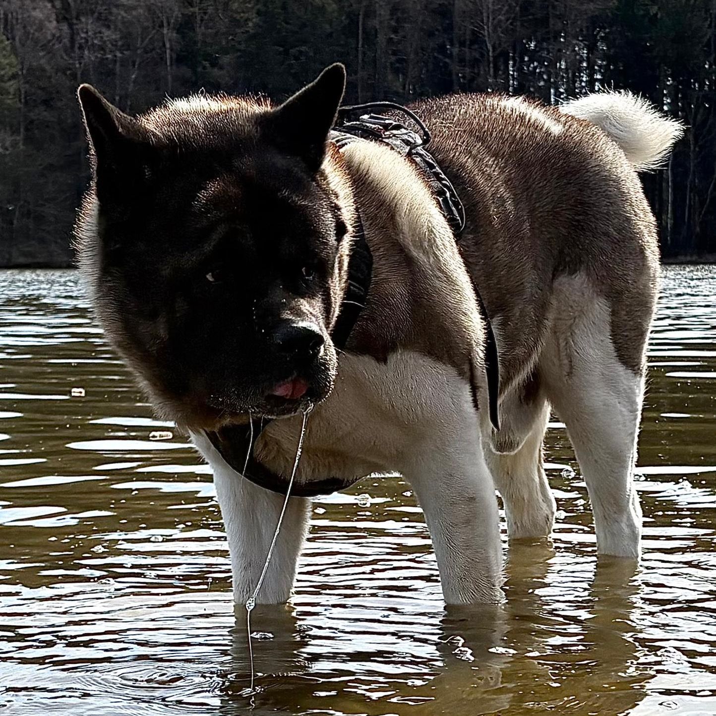 Soutěžní fotografie - Egon,  Americká akita