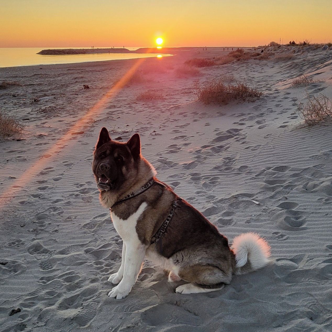 Soutěžní fotografie - Teddy,  Americká akita