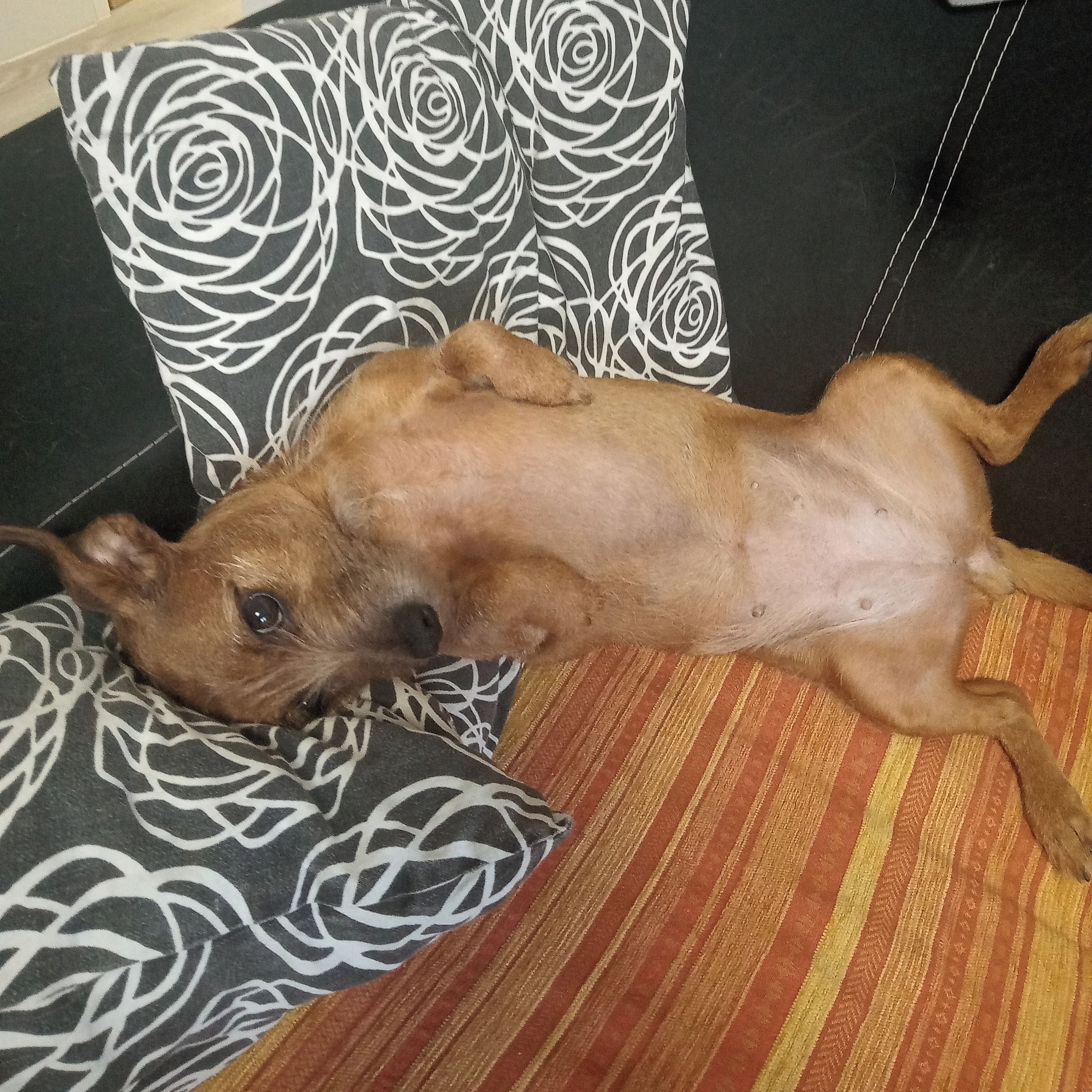 Soutěžní fotografie - Bibi,  Ostatní