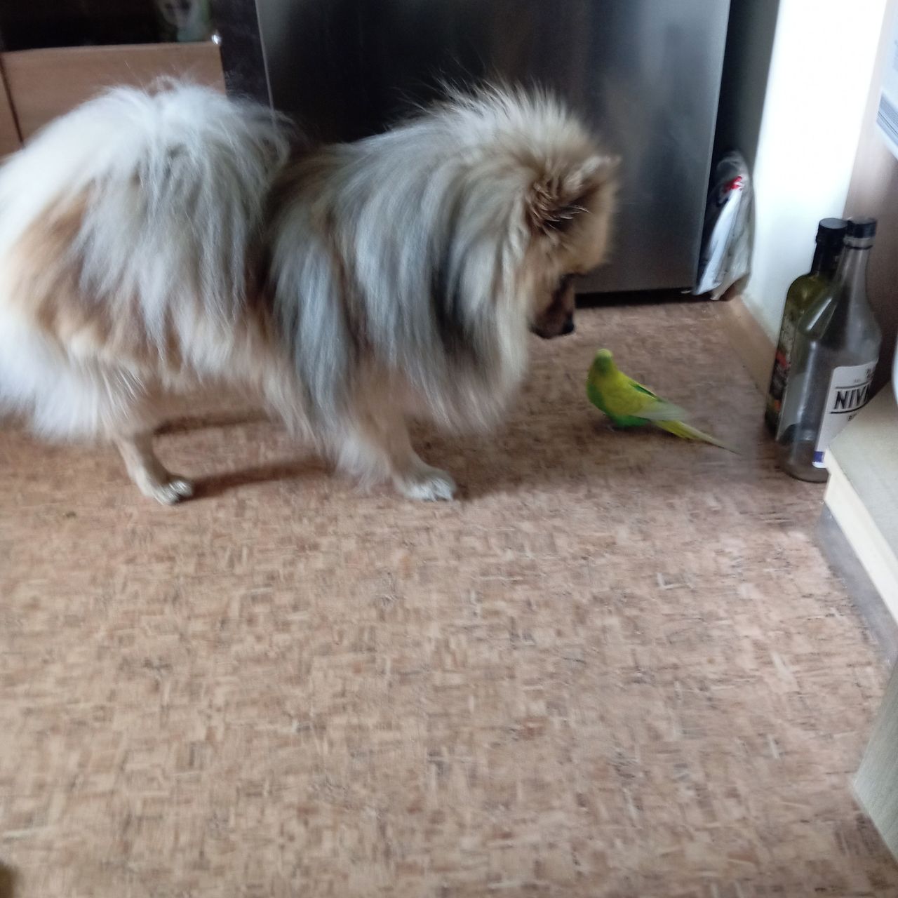 Soutěžní fotografie - Denny,  Německý špic střední