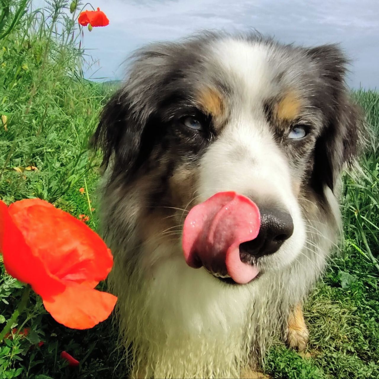 Soutěžní fotografie - Doctor,  Miniaturní americký ovčák