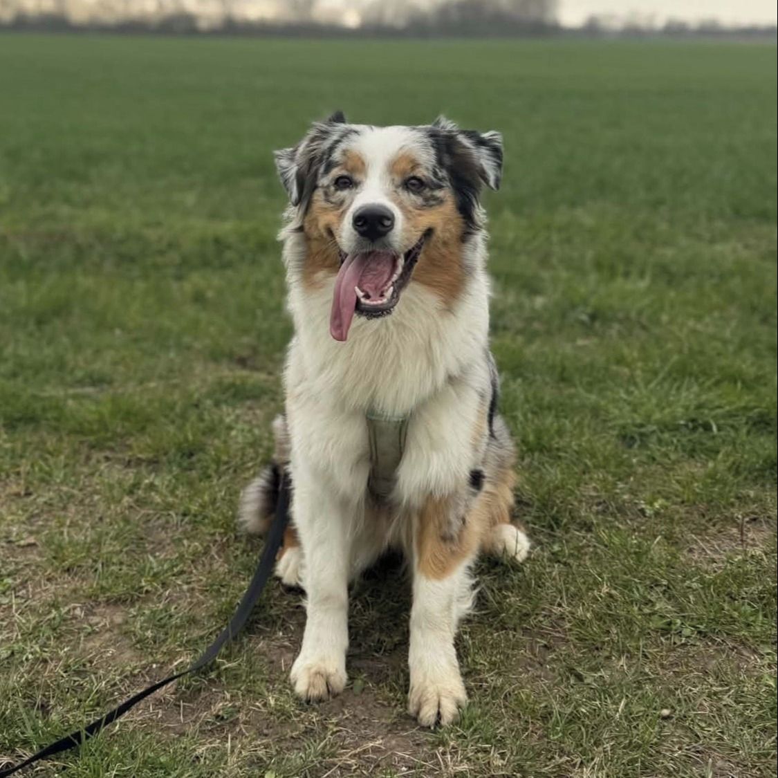 Soutěžní fotografie - Baby,  Australský ovčák