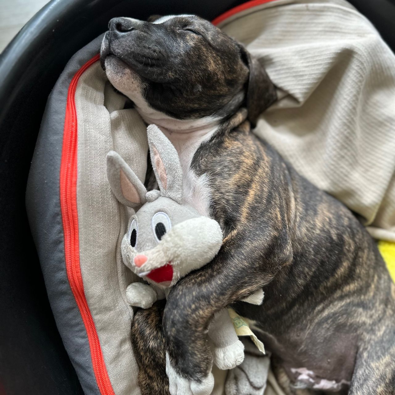 Soutěžní fotografie - Gertík,  Americký stafordširský terier