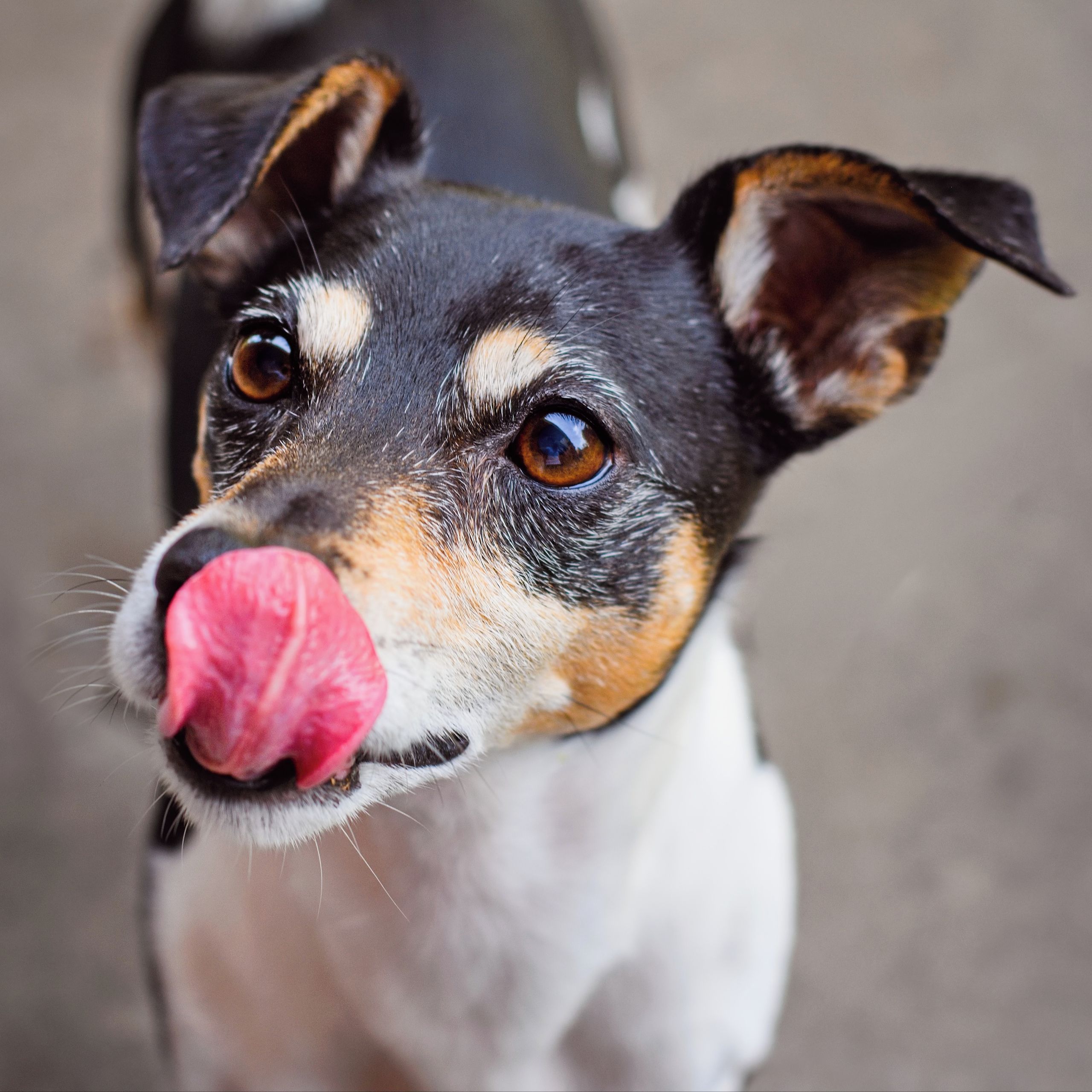 Soutěžní fotografie - Arči,  Jack Russell Teriér
