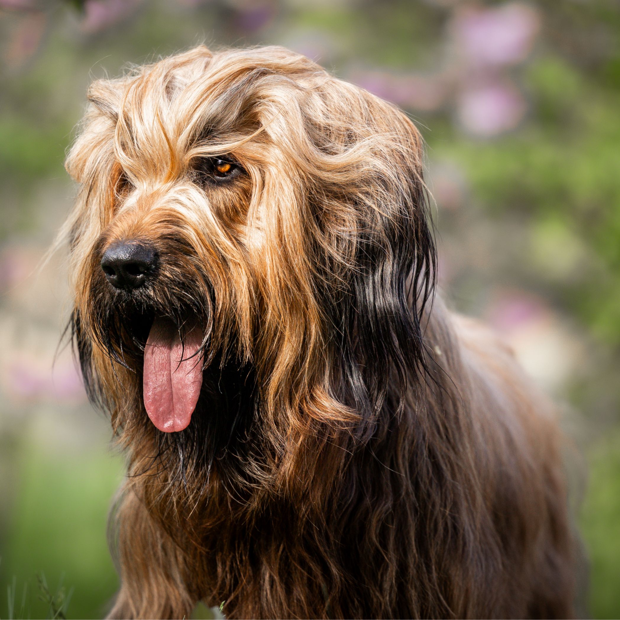 Soutěžní fotografie - Drago,  Briard