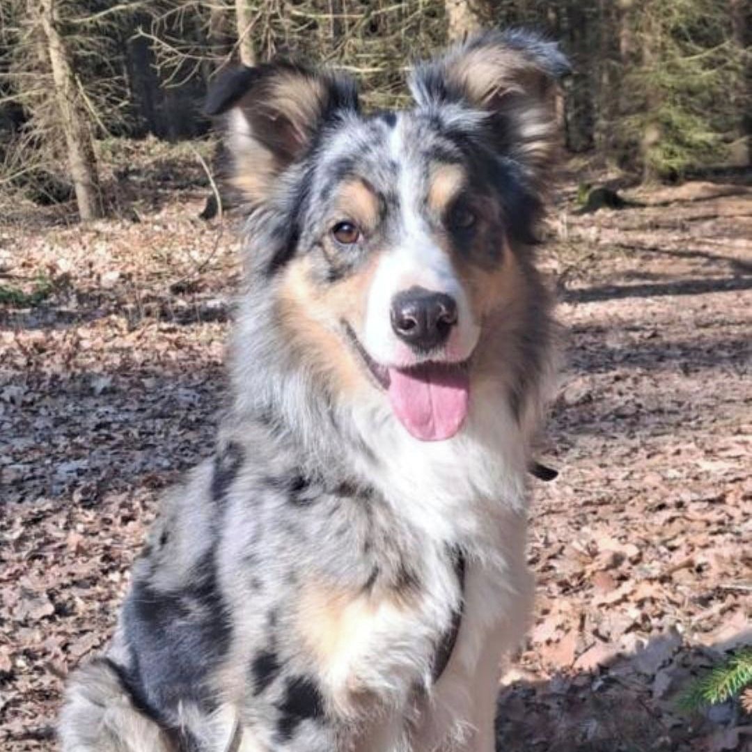 Soutěžní fotografie - Endy,  Border kolie