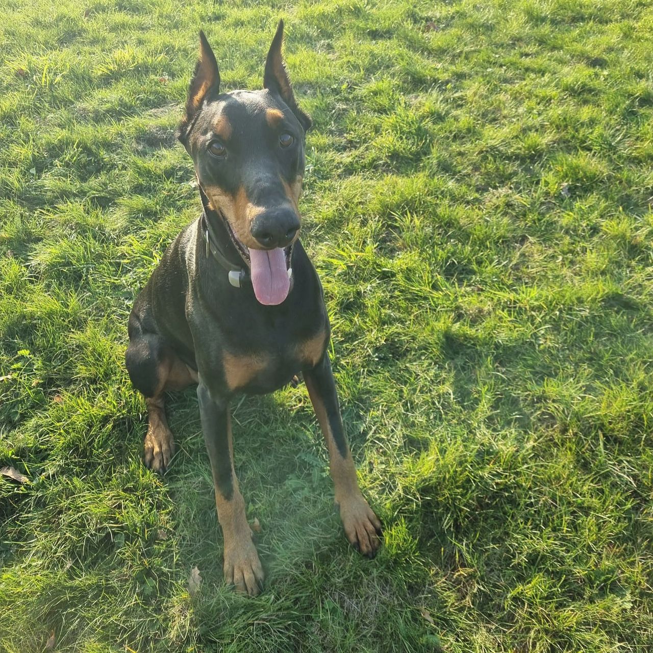 Soutěžní fotografie - Levi,  Dobrman