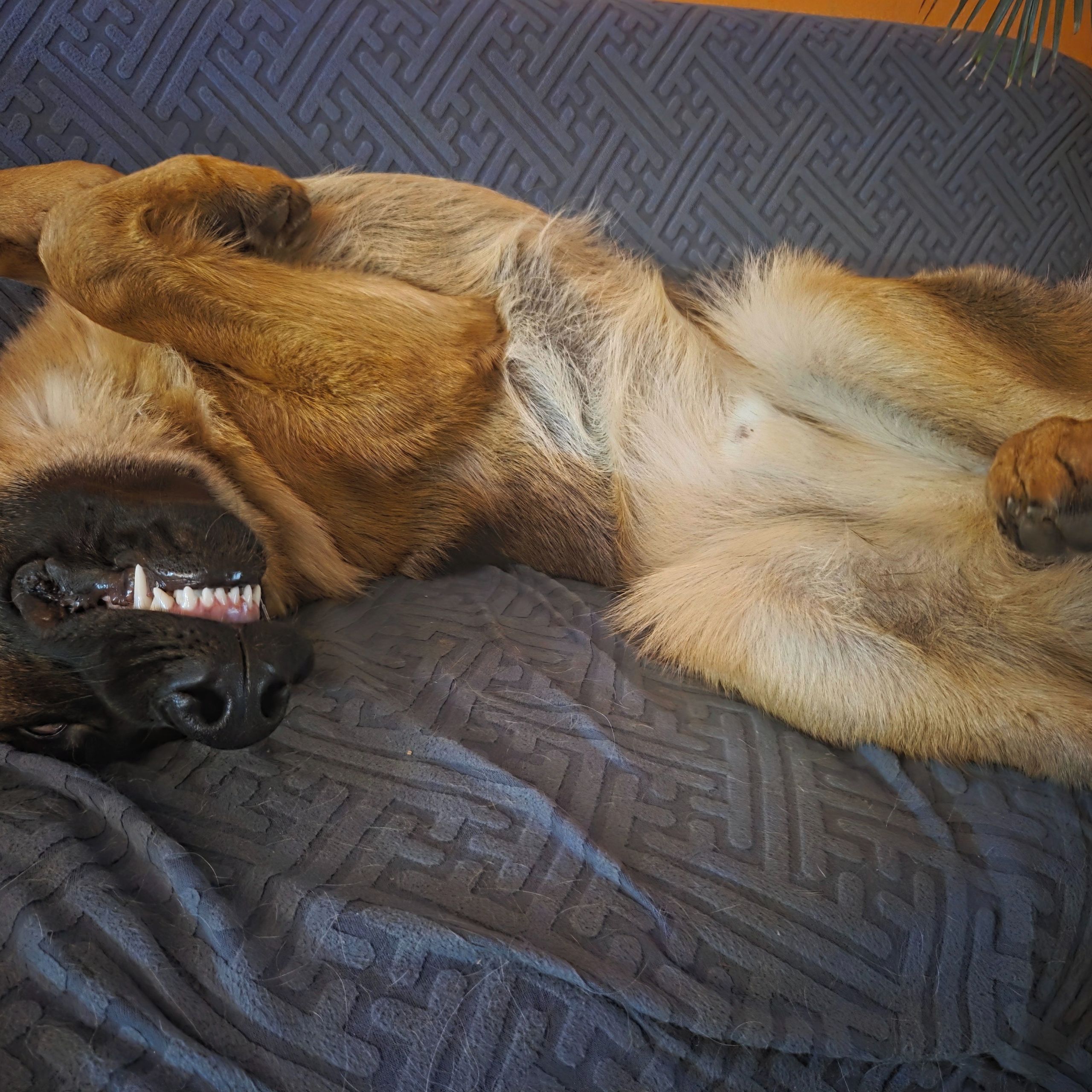 Soutěžní fotografie - Diggs Gaston,  Německý ovčák