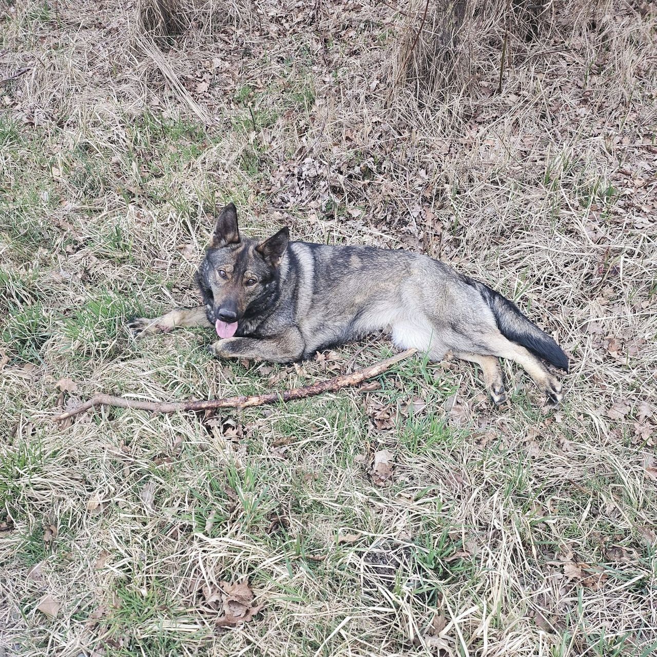 Soutěžní fotografie - Ori,  Německý ovčák