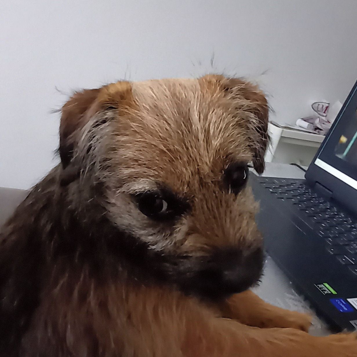 Soutěžní fotografie - Charlie,  Border terier