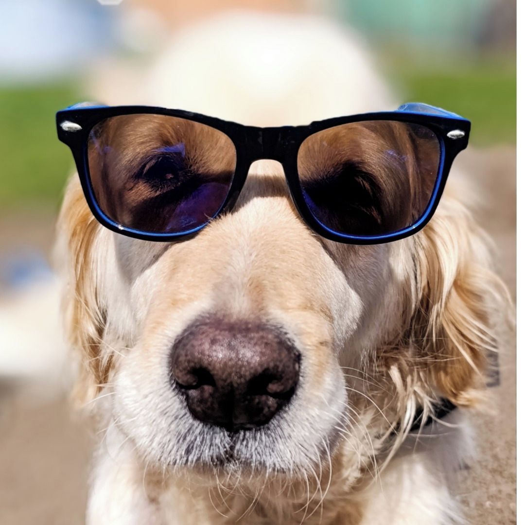 Soutěžní fotografie - Májuška,  Zlatý retriever