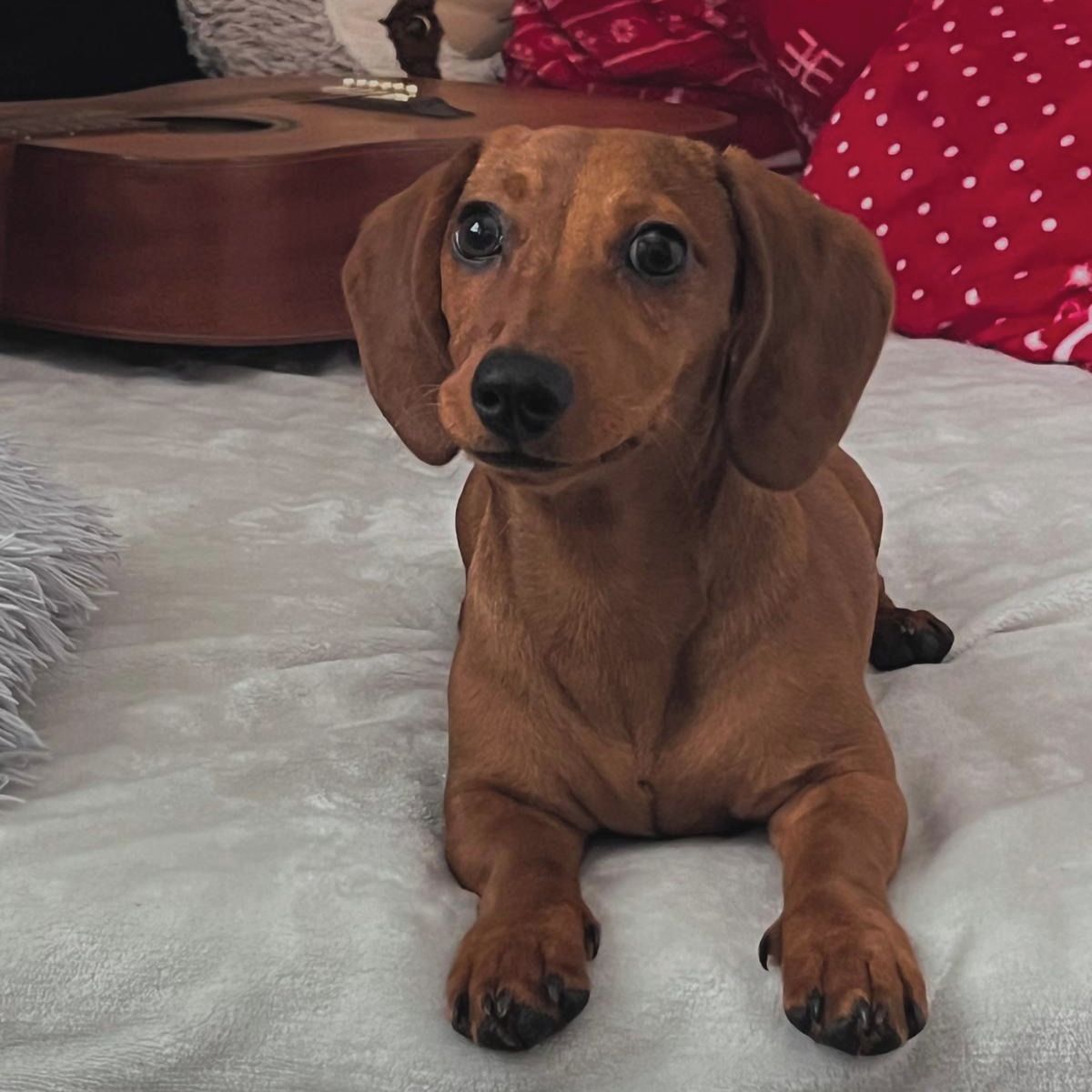 Soutěžní fotografie - Letty,  Jezevčík